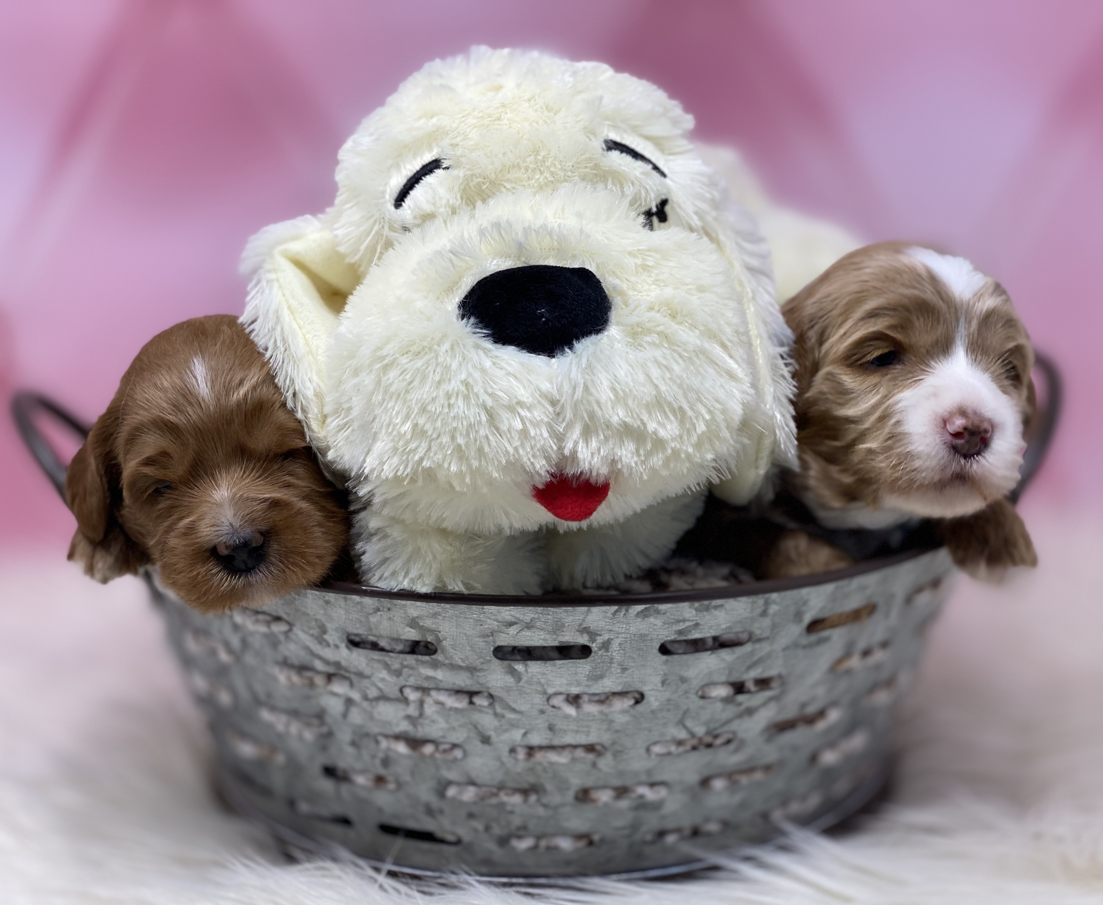 Snuggle Puppy