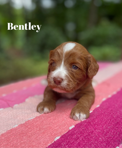 Bentley