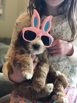 Easter Puppy