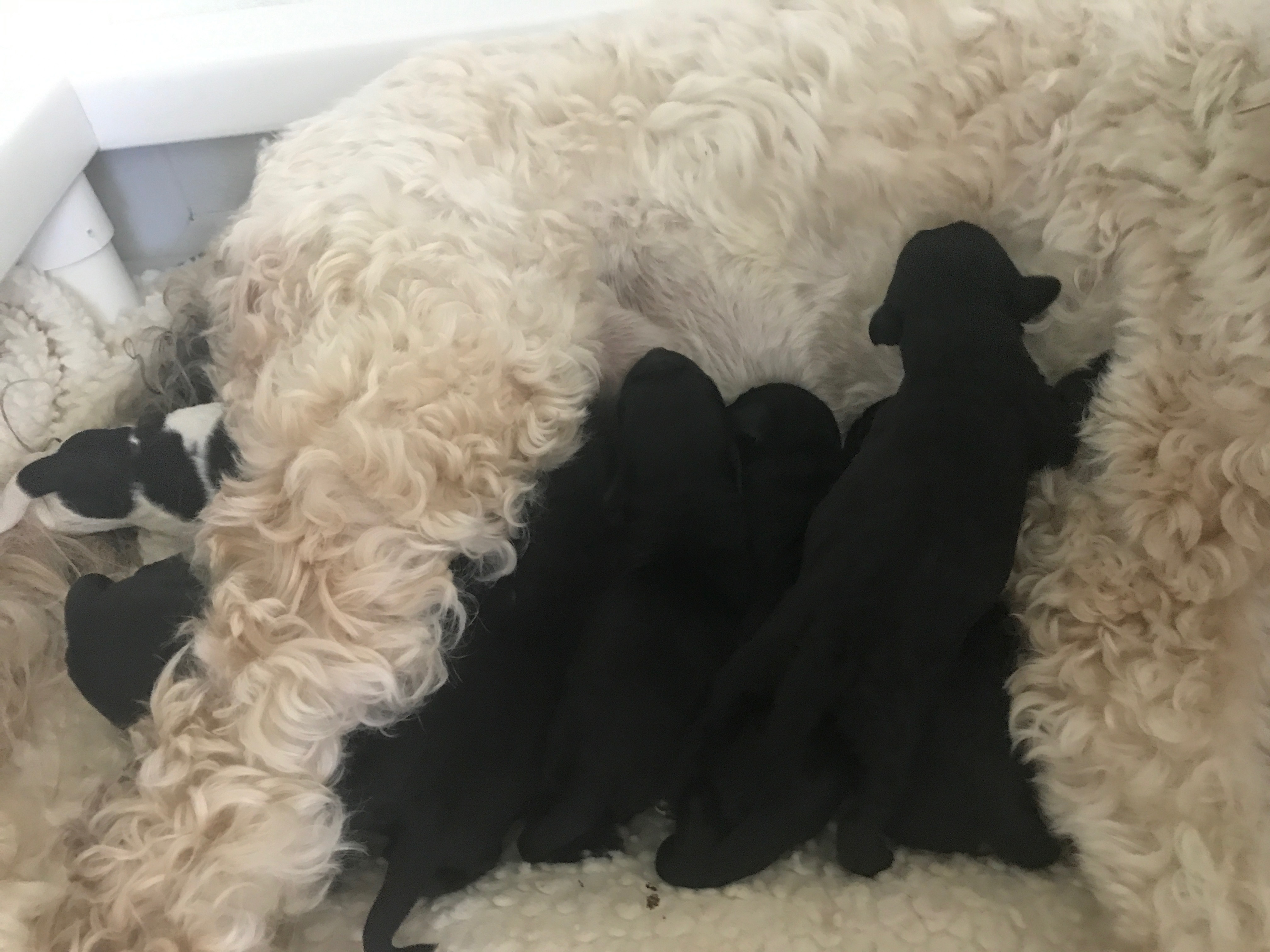 Australian Labradoodle Puppies NY