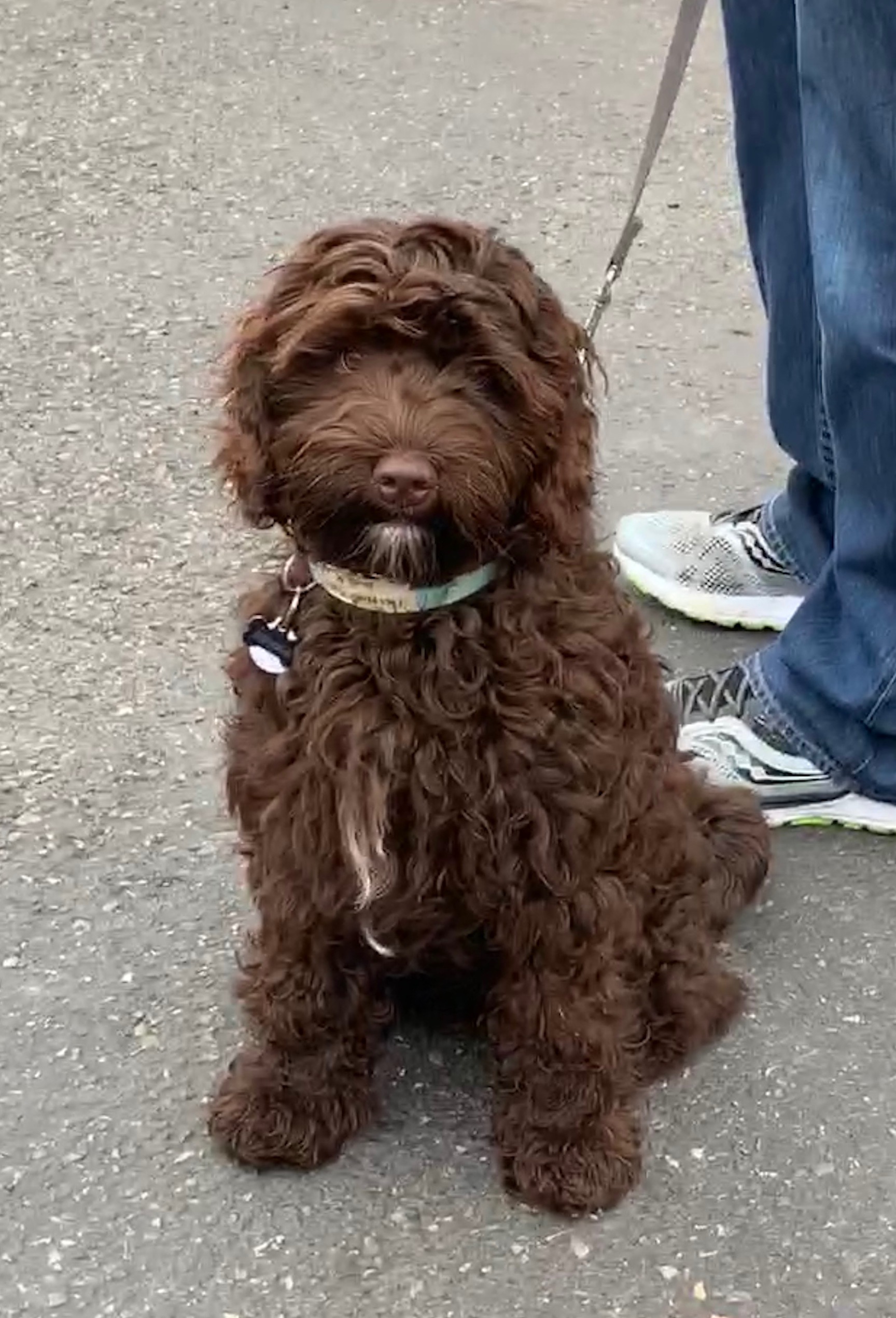 Obedience training