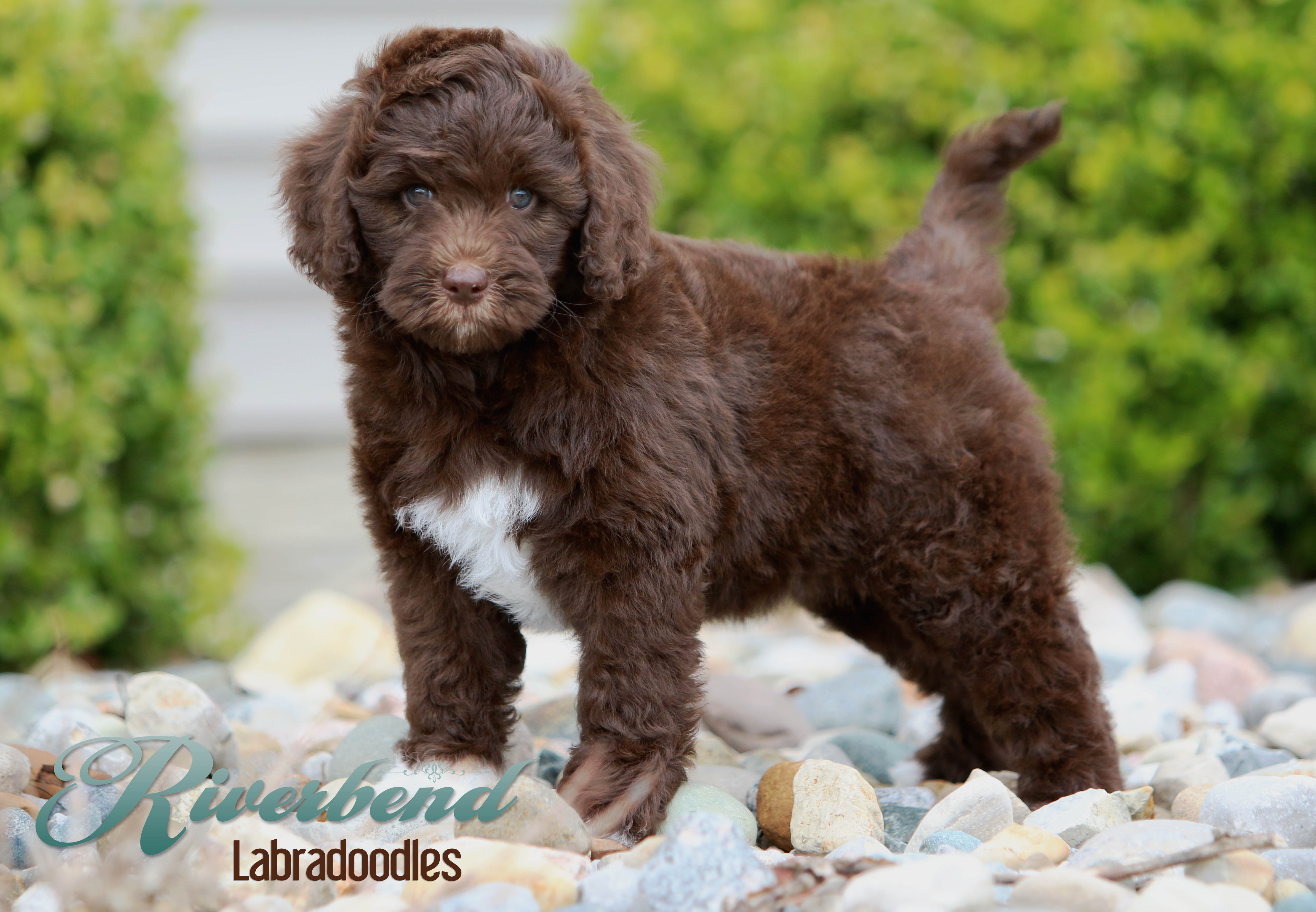 Australian Labradoodle Puppy