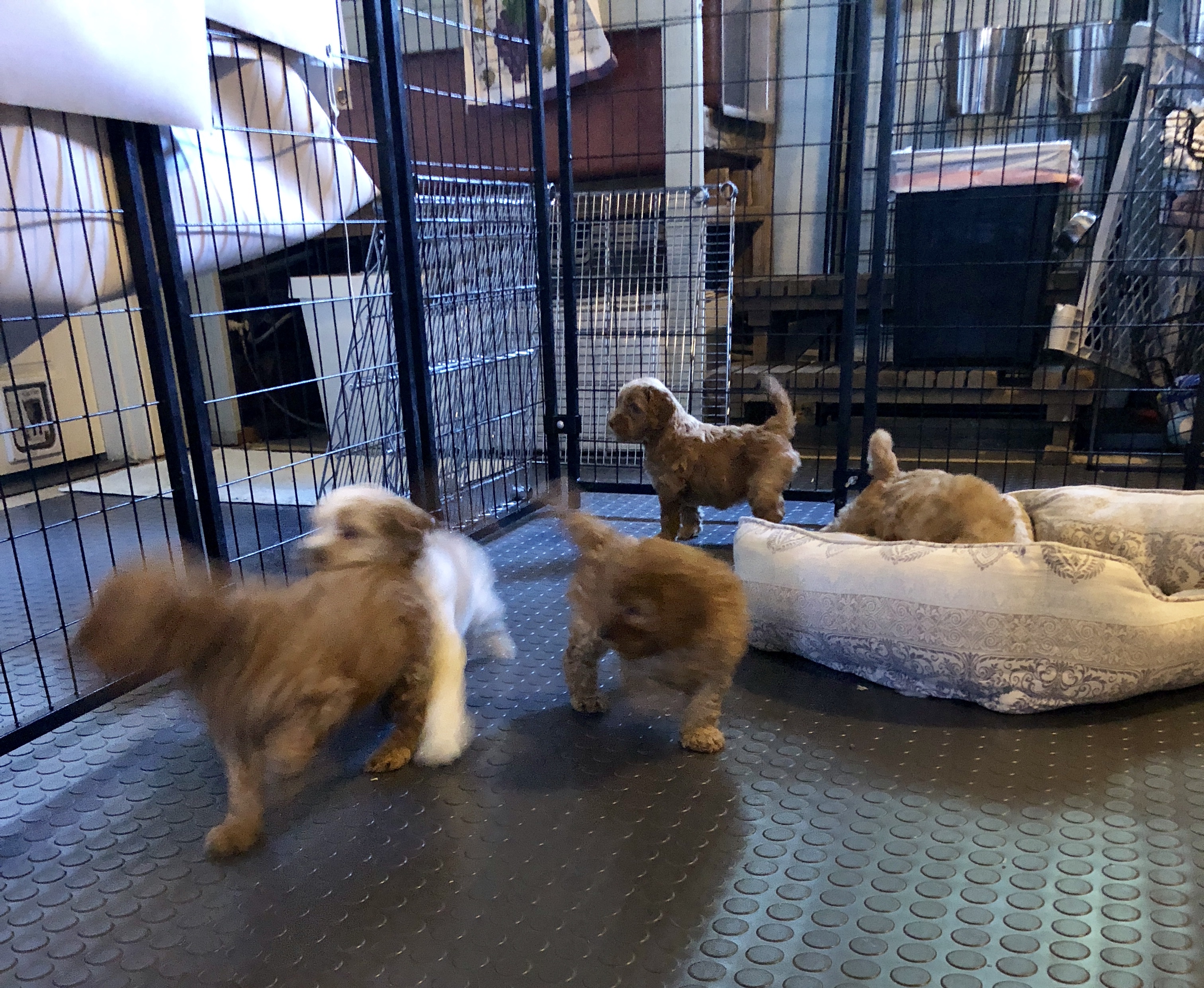 Introduction to the puppy nursery