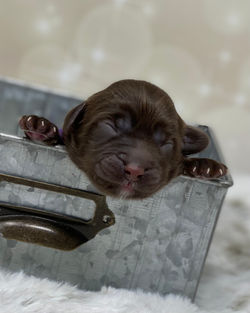 Baby Ruth