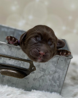 Baby Ruth