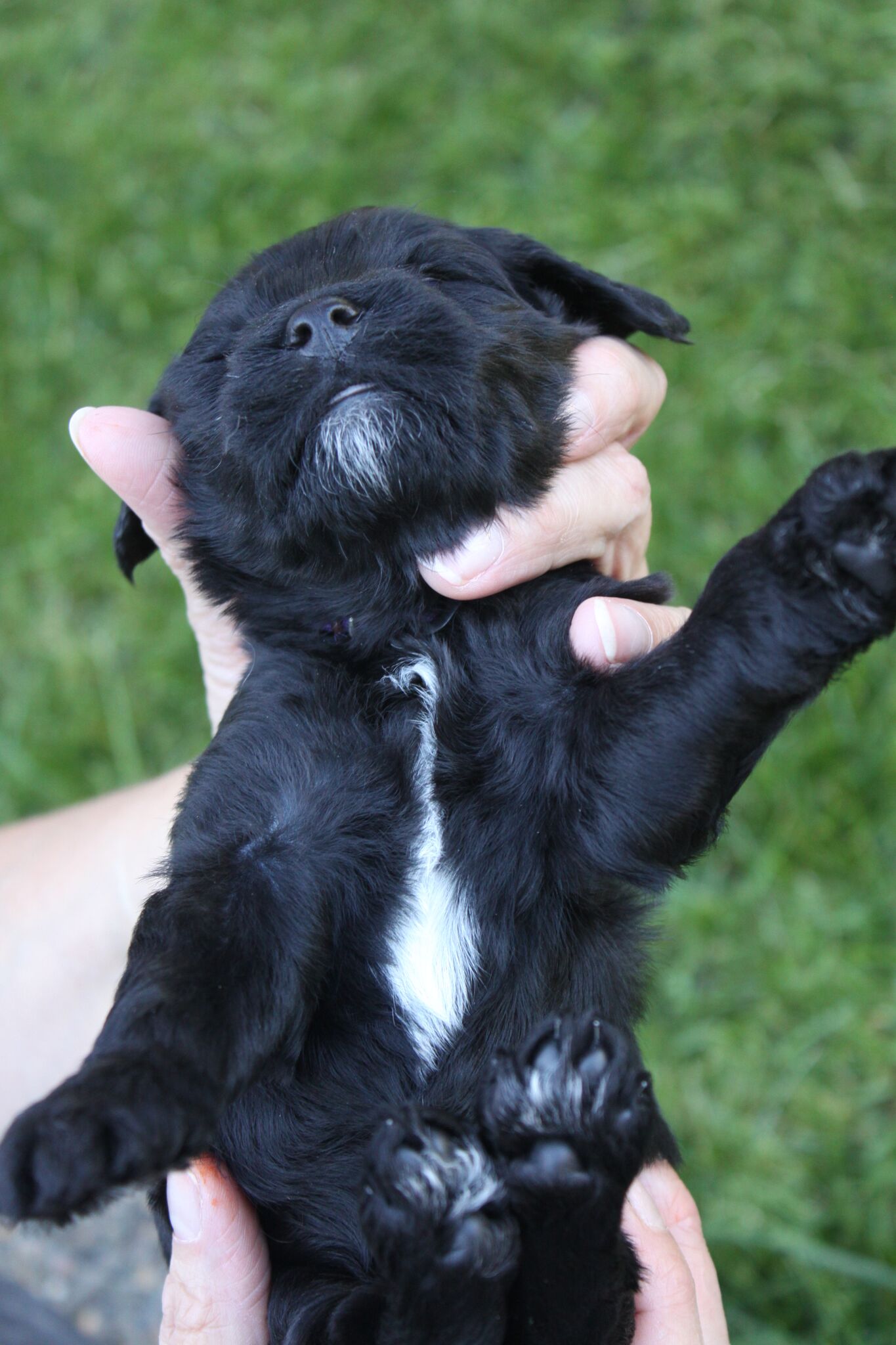 Australian Labradoodle Puppies Orego