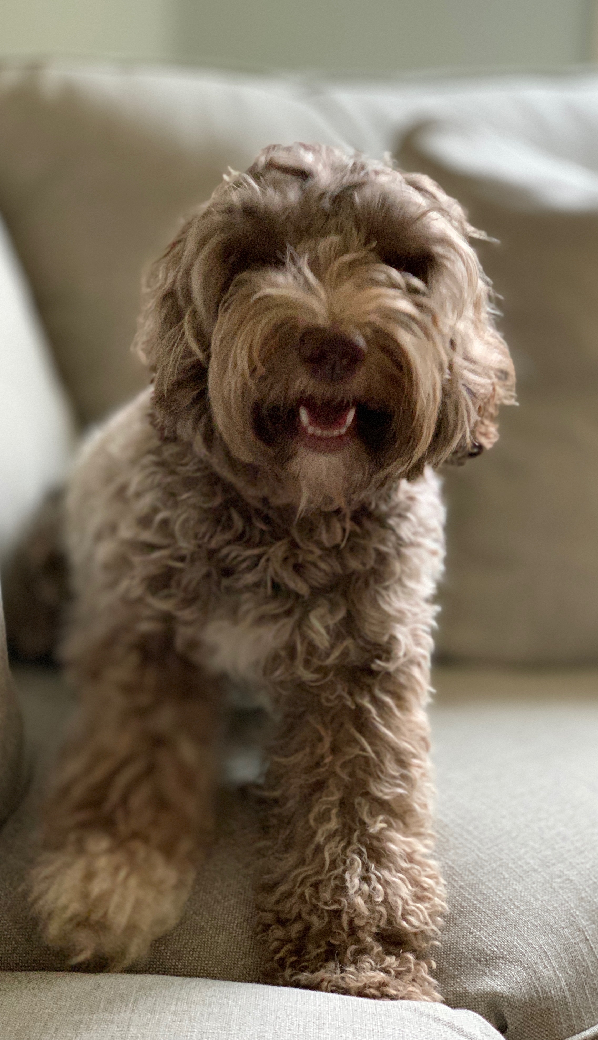Mini Australian Labradoodle