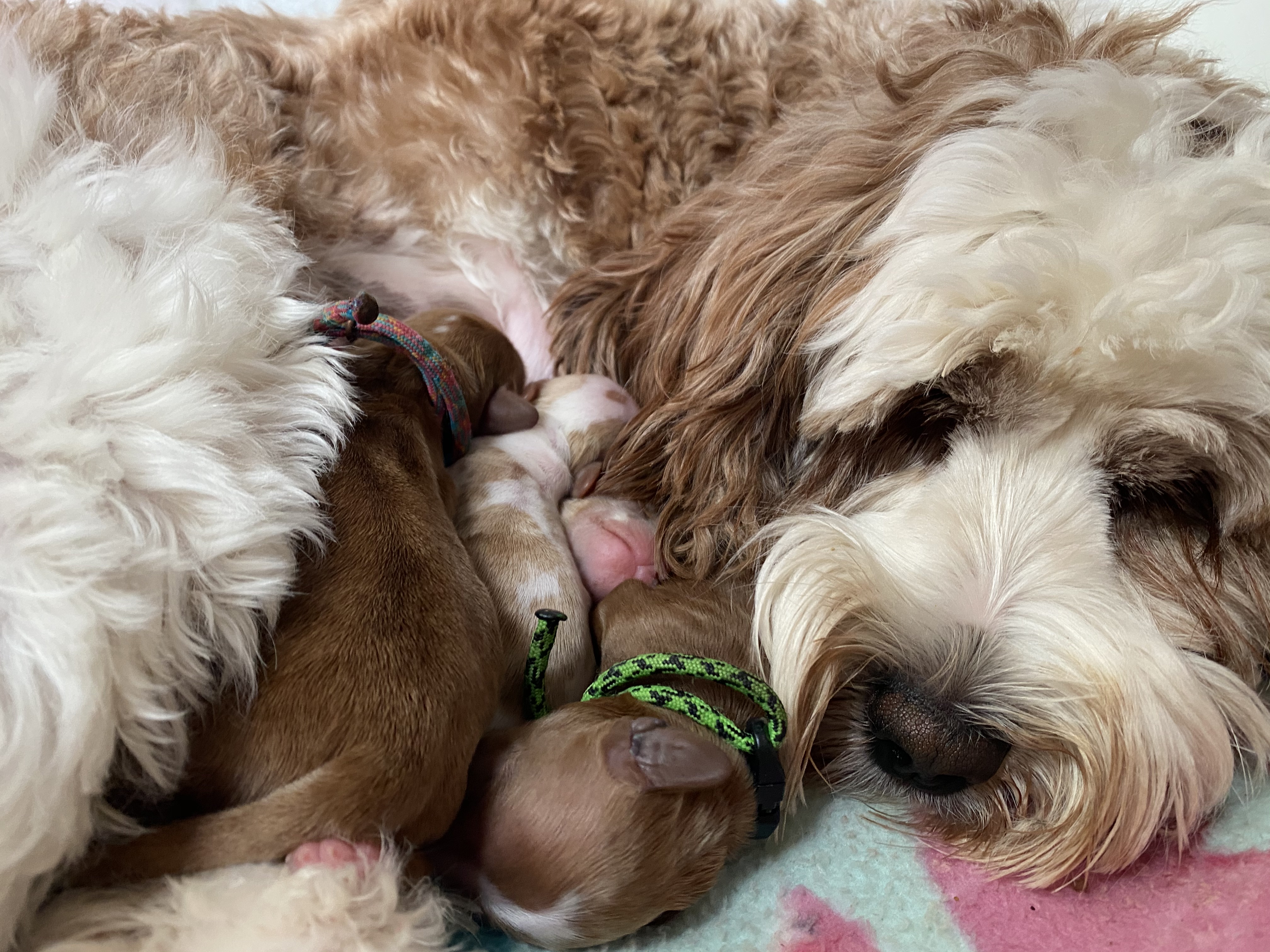 Puppy Pile