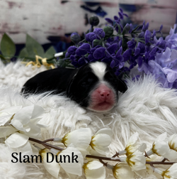 Australian Labradoodle Portland Oregon613BA-10B6-4F59-9263-3E50327D5A0B (1)