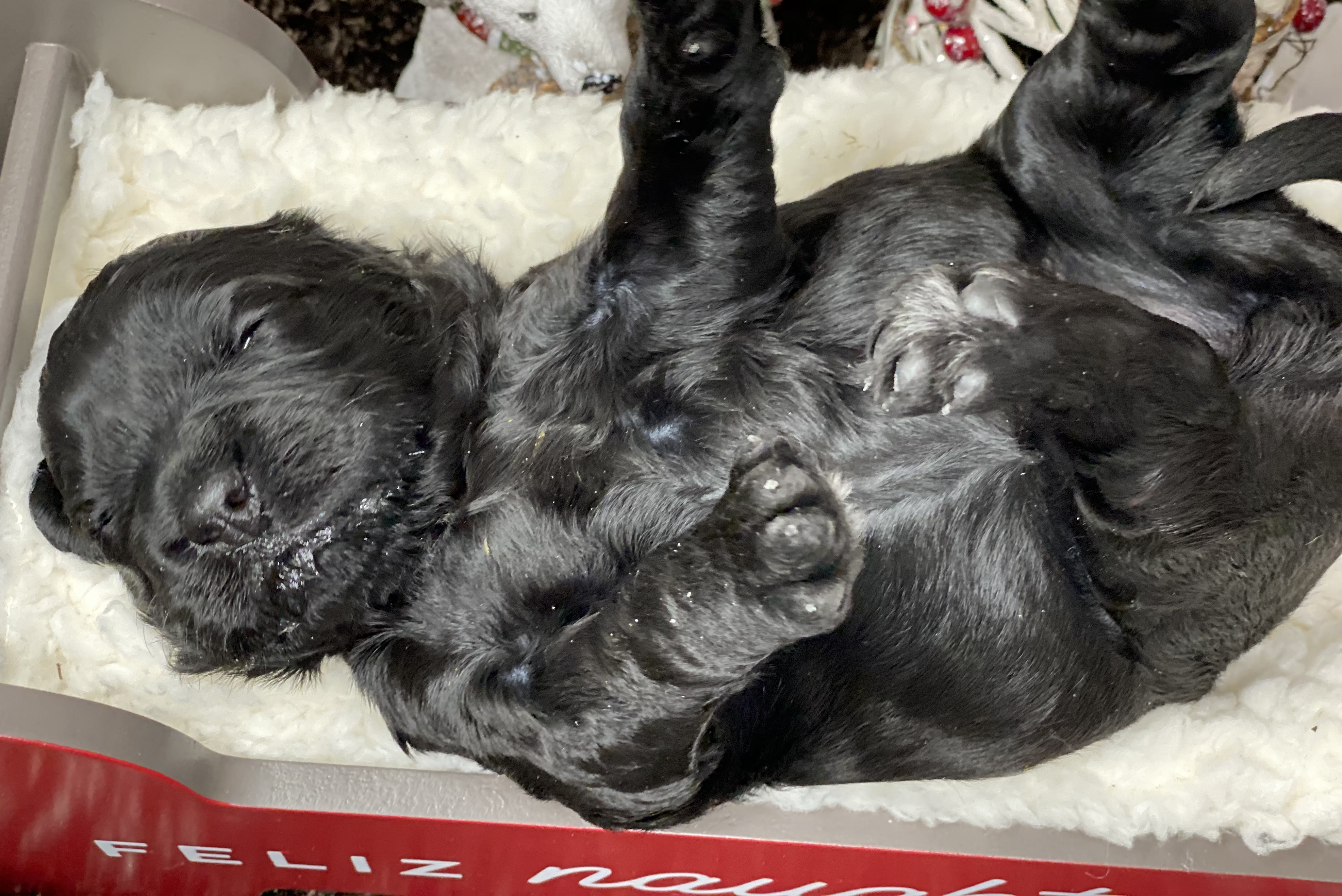 Baby Jane