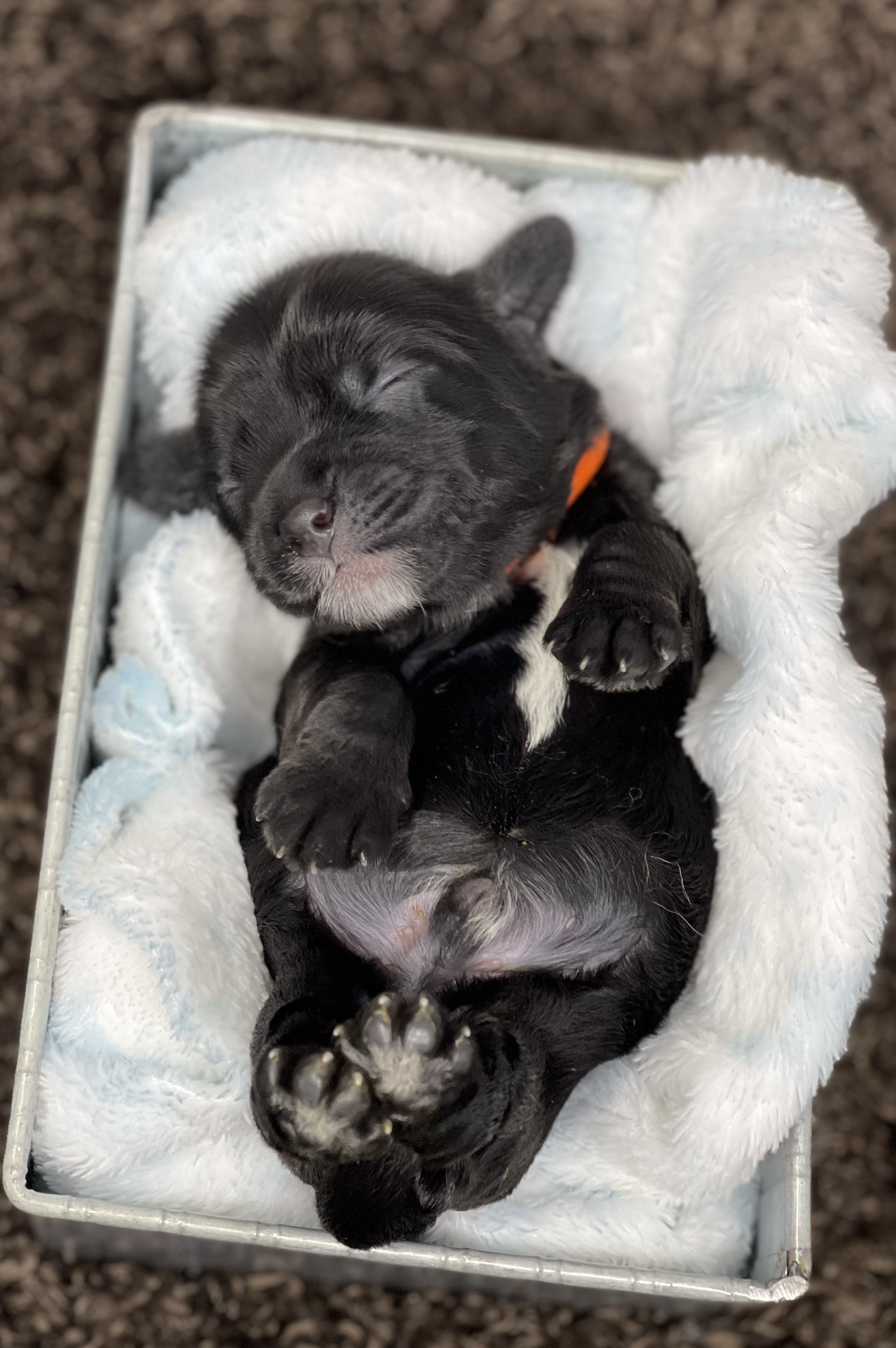 That Belly! ❤️