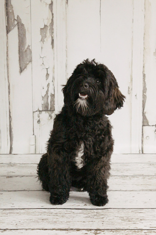 Sheba Mini Australian Labradoodle