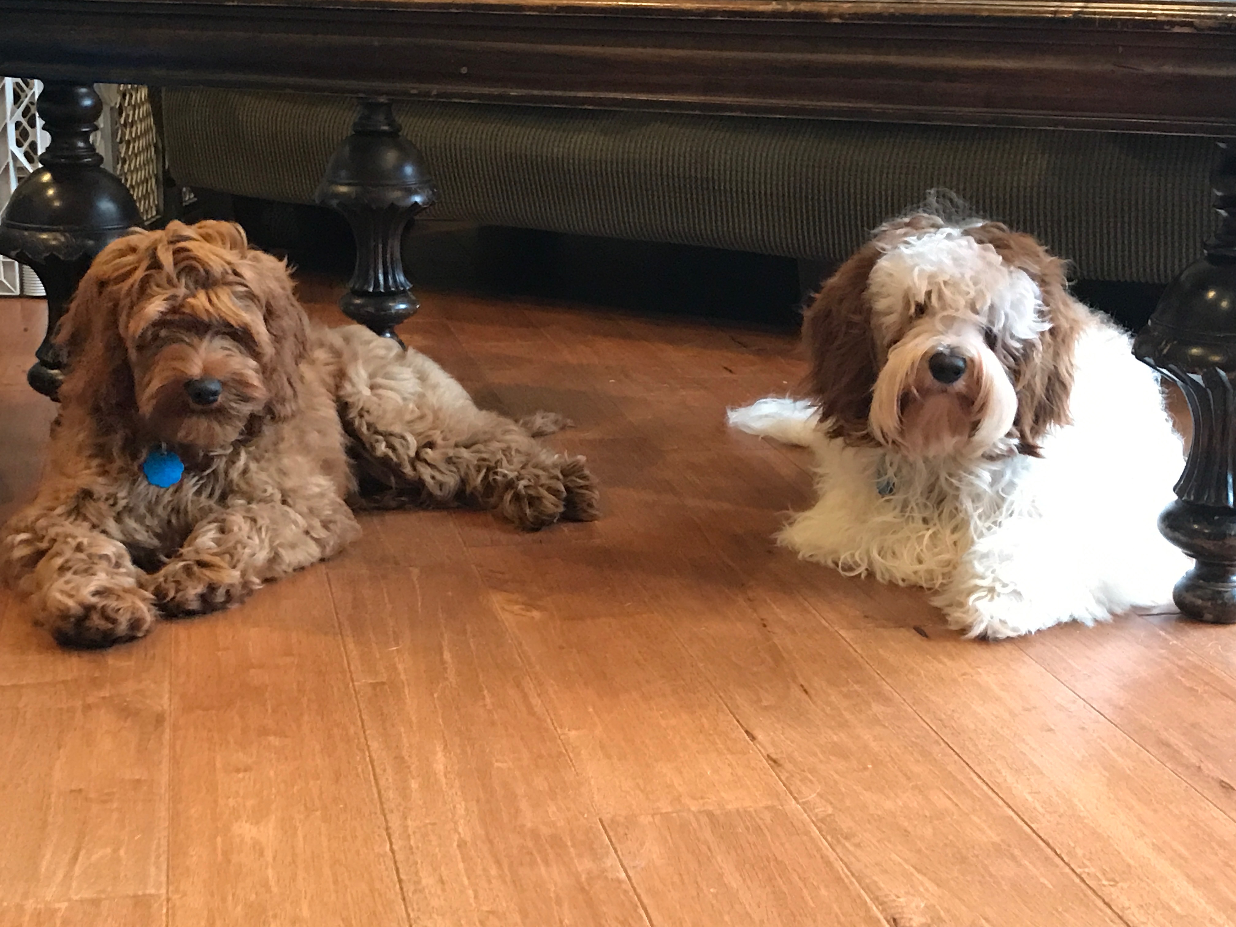 Double Trouble!