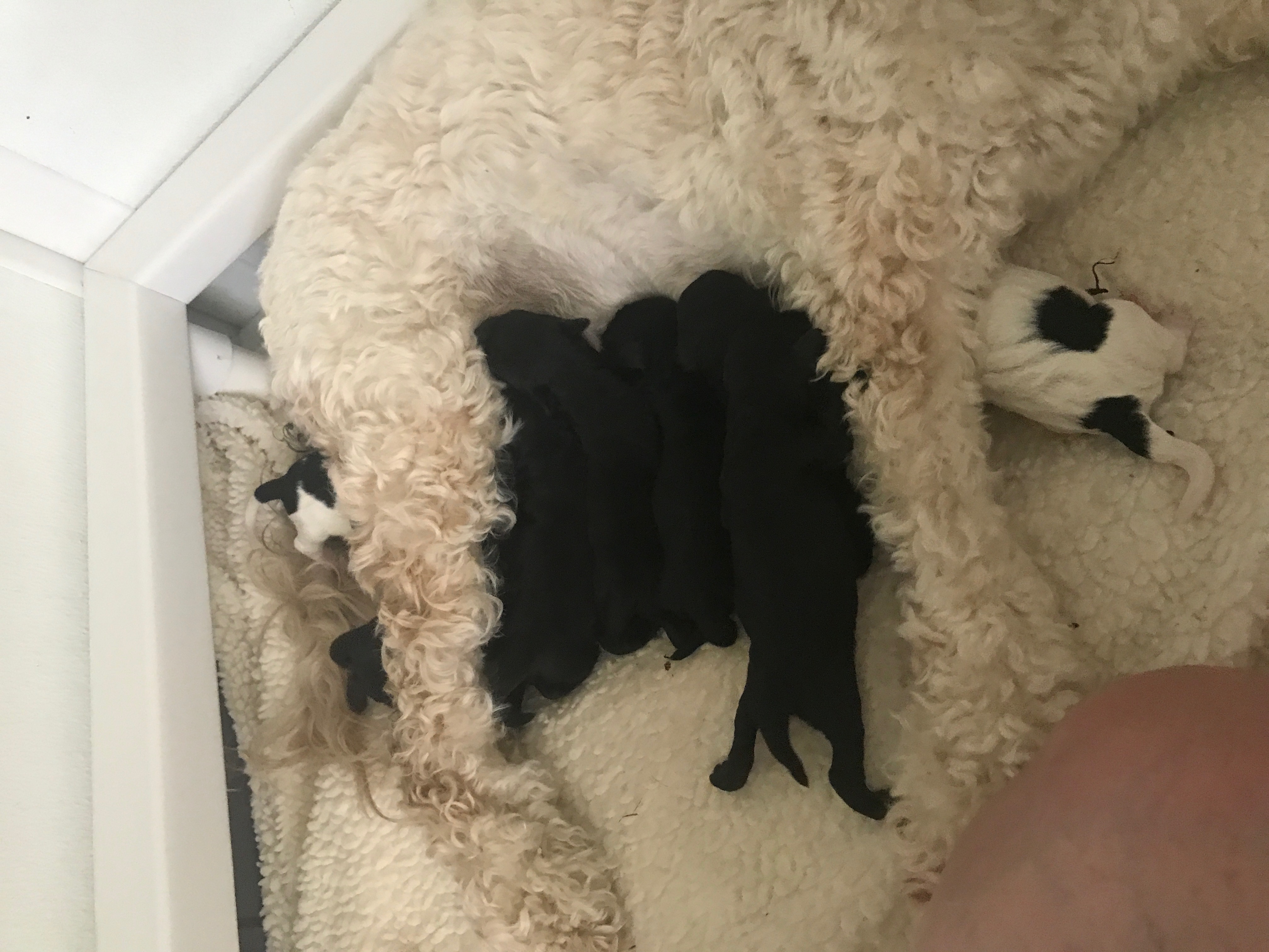 Australian Labradoodle Puppies Bend