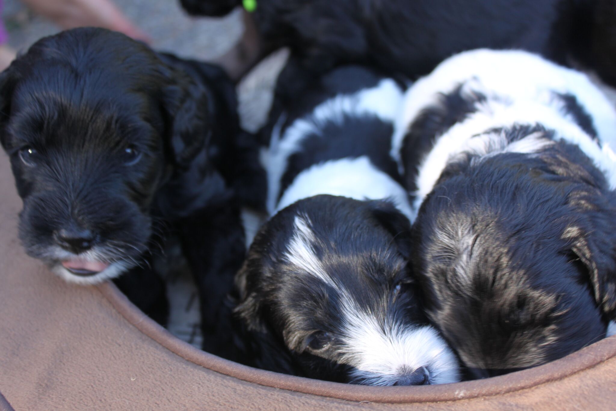 Australian Labradoodle Puppy
