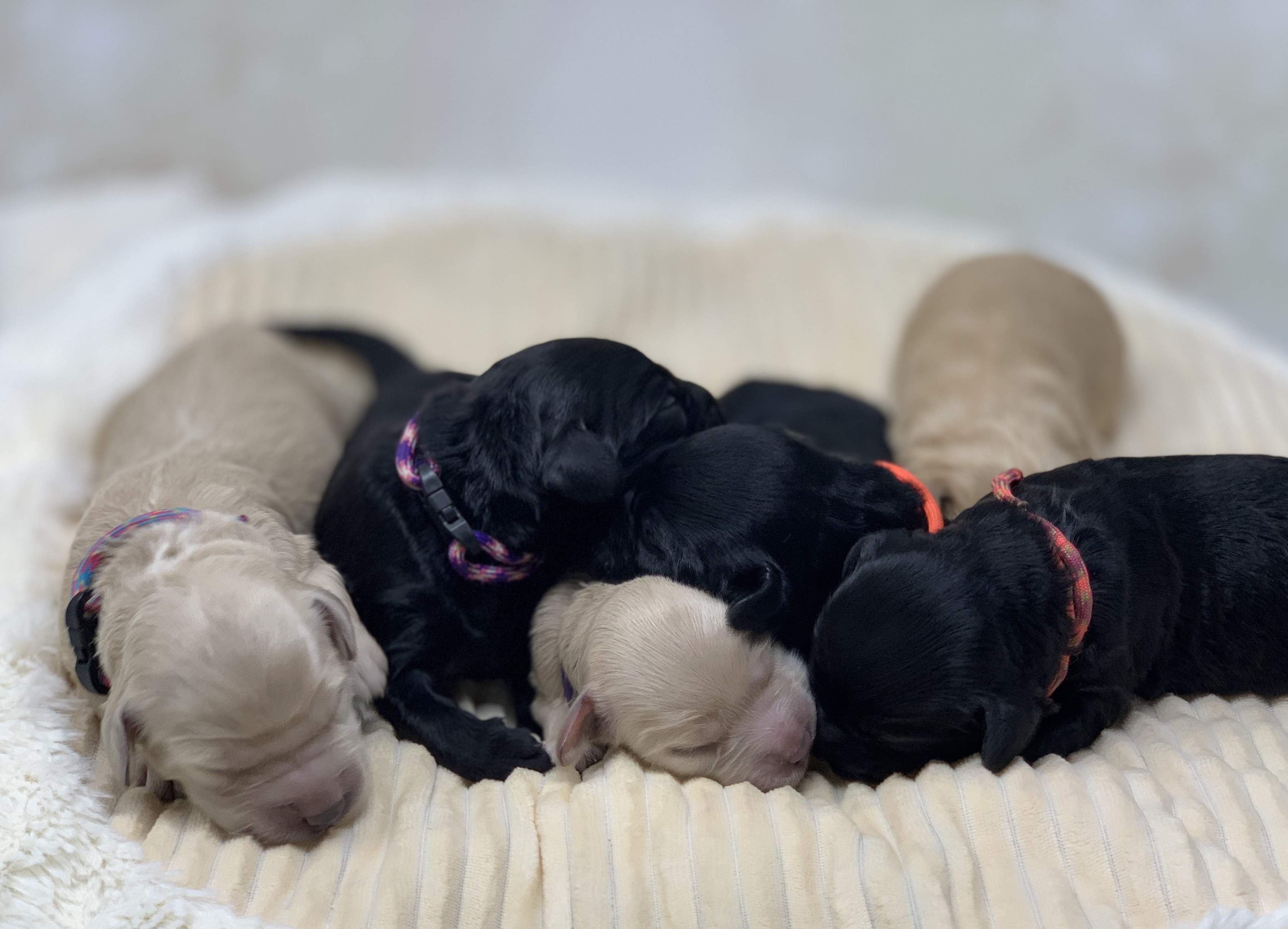 Female Puppy Pile