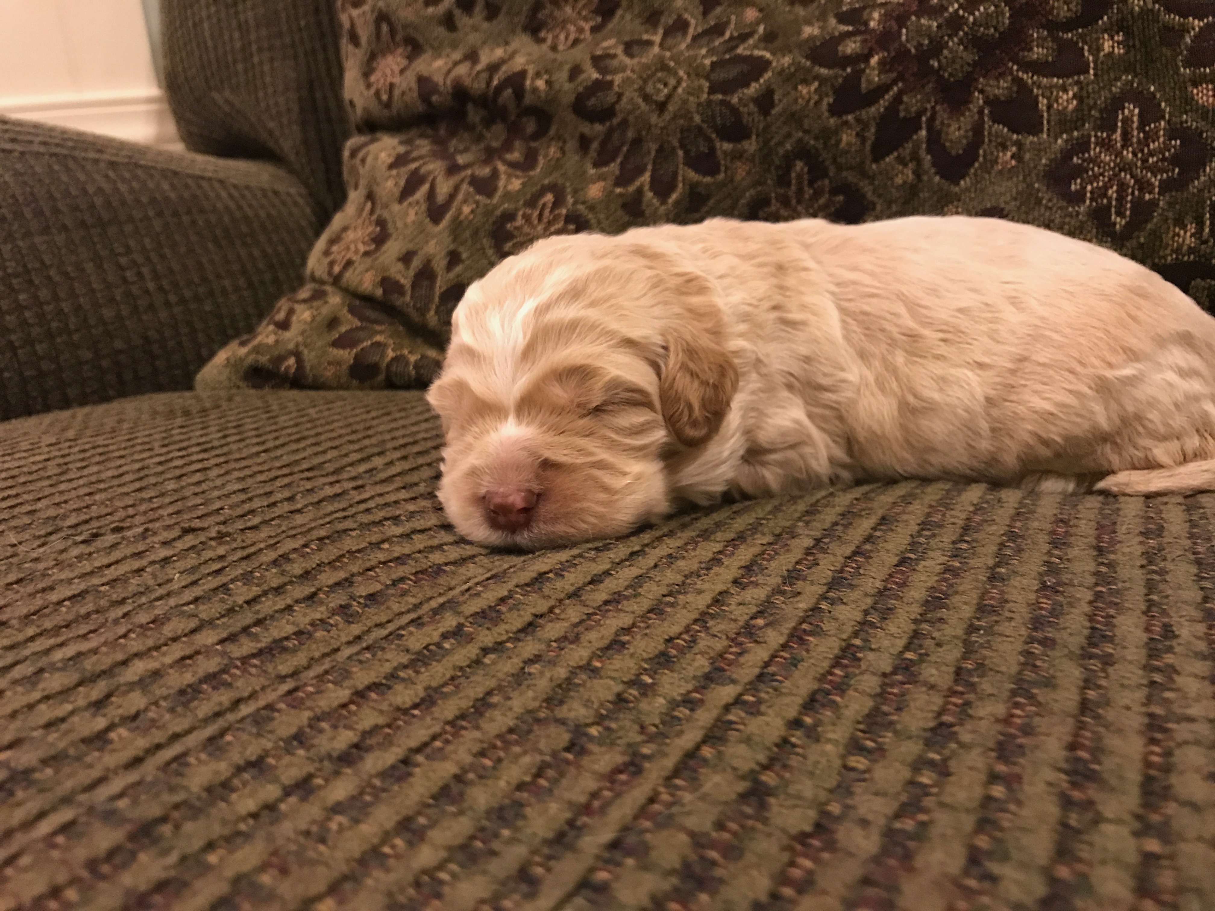 Australian Lab