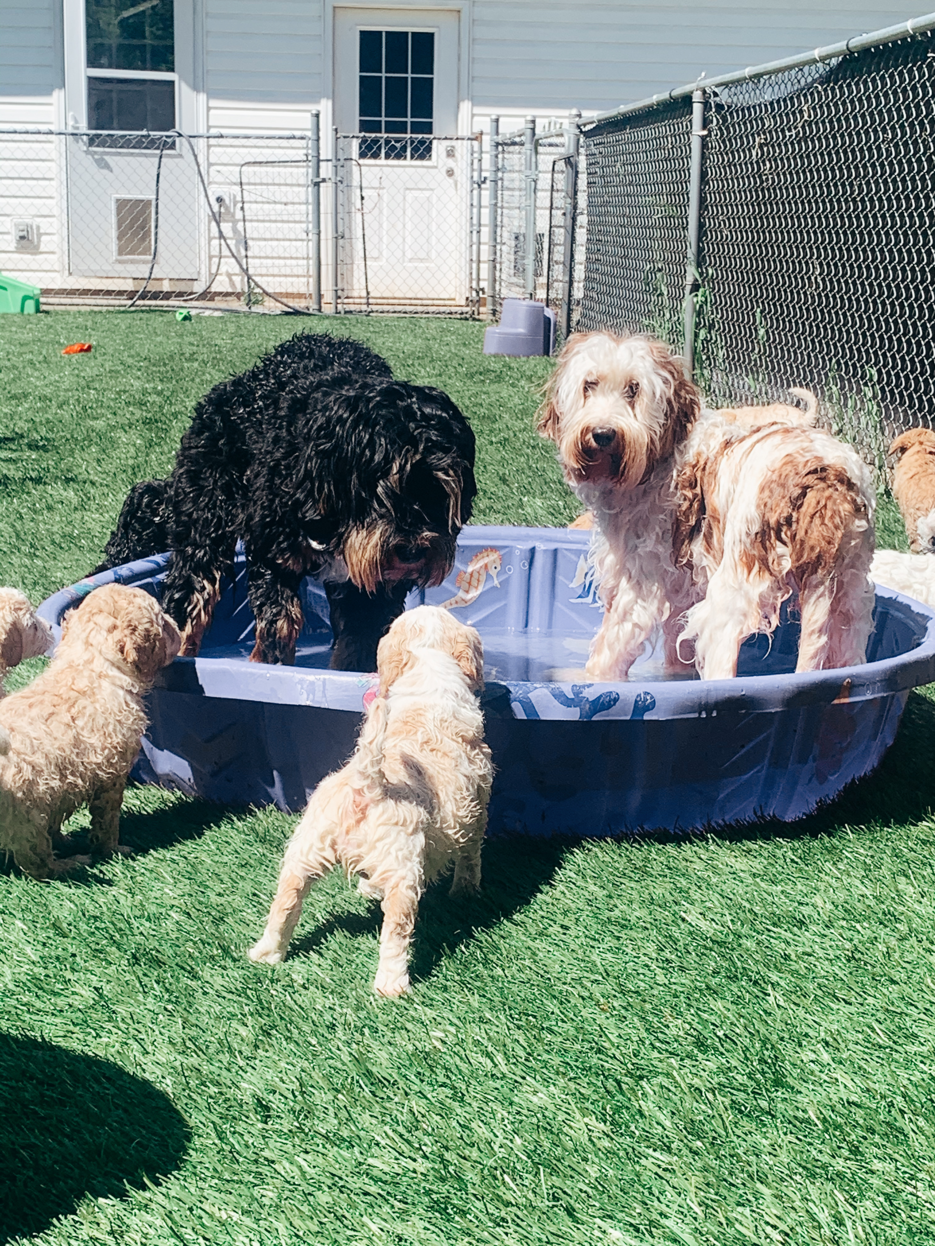 Ruby & Huck showing them how it's done!
