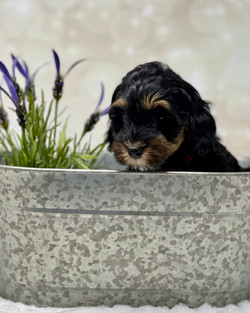 Izzie