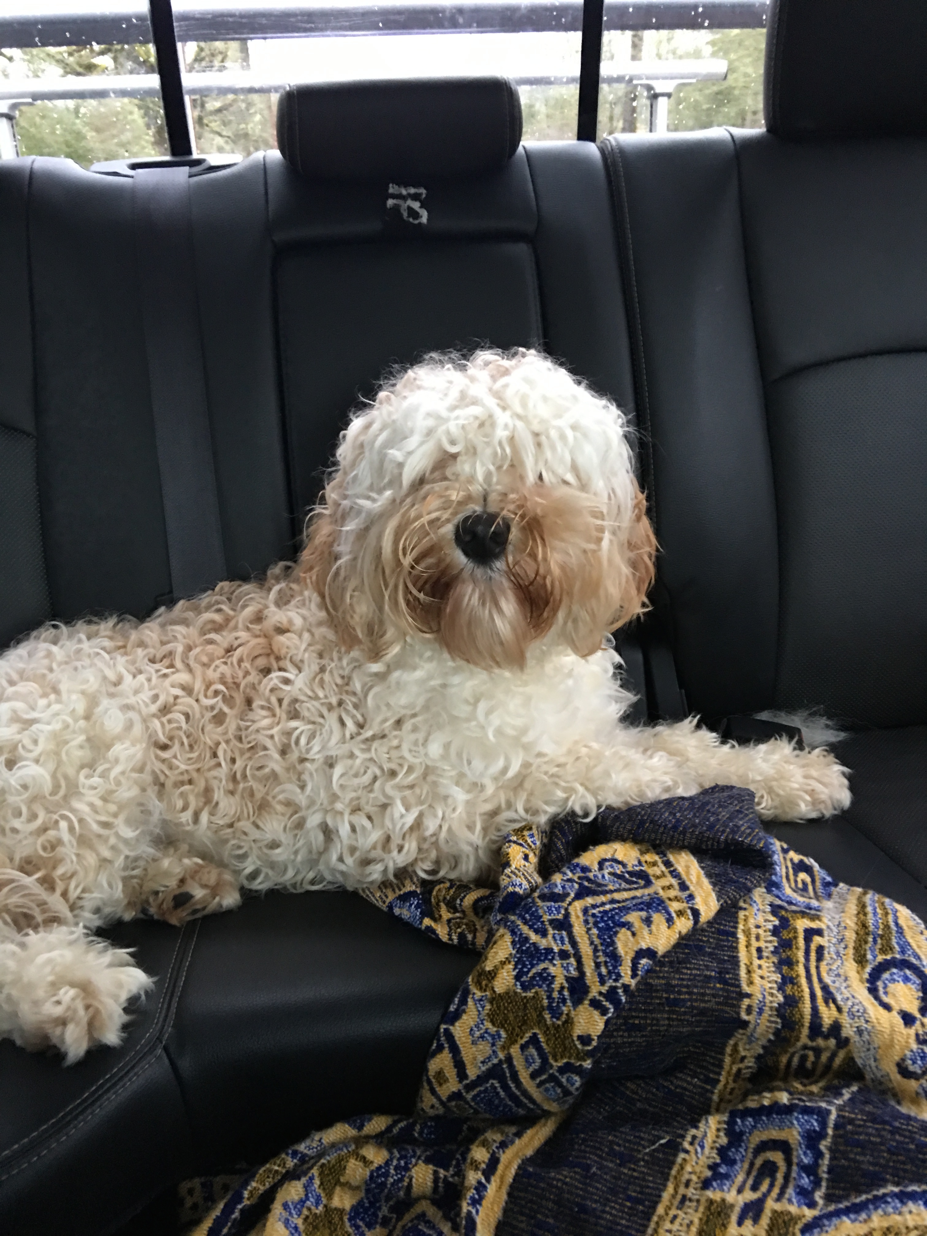 Mom I need a hair cut!