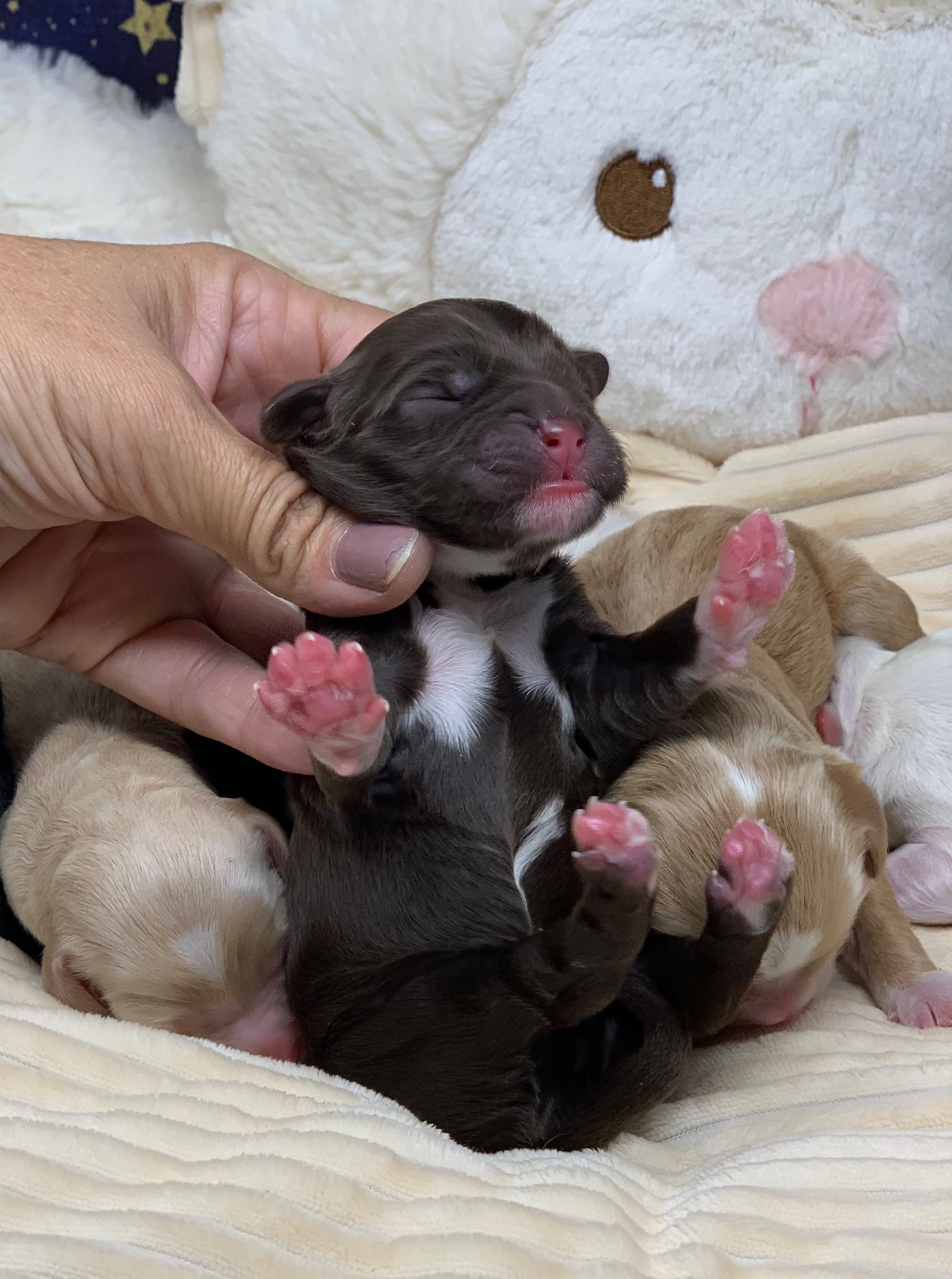 Chocolate Tuxedo