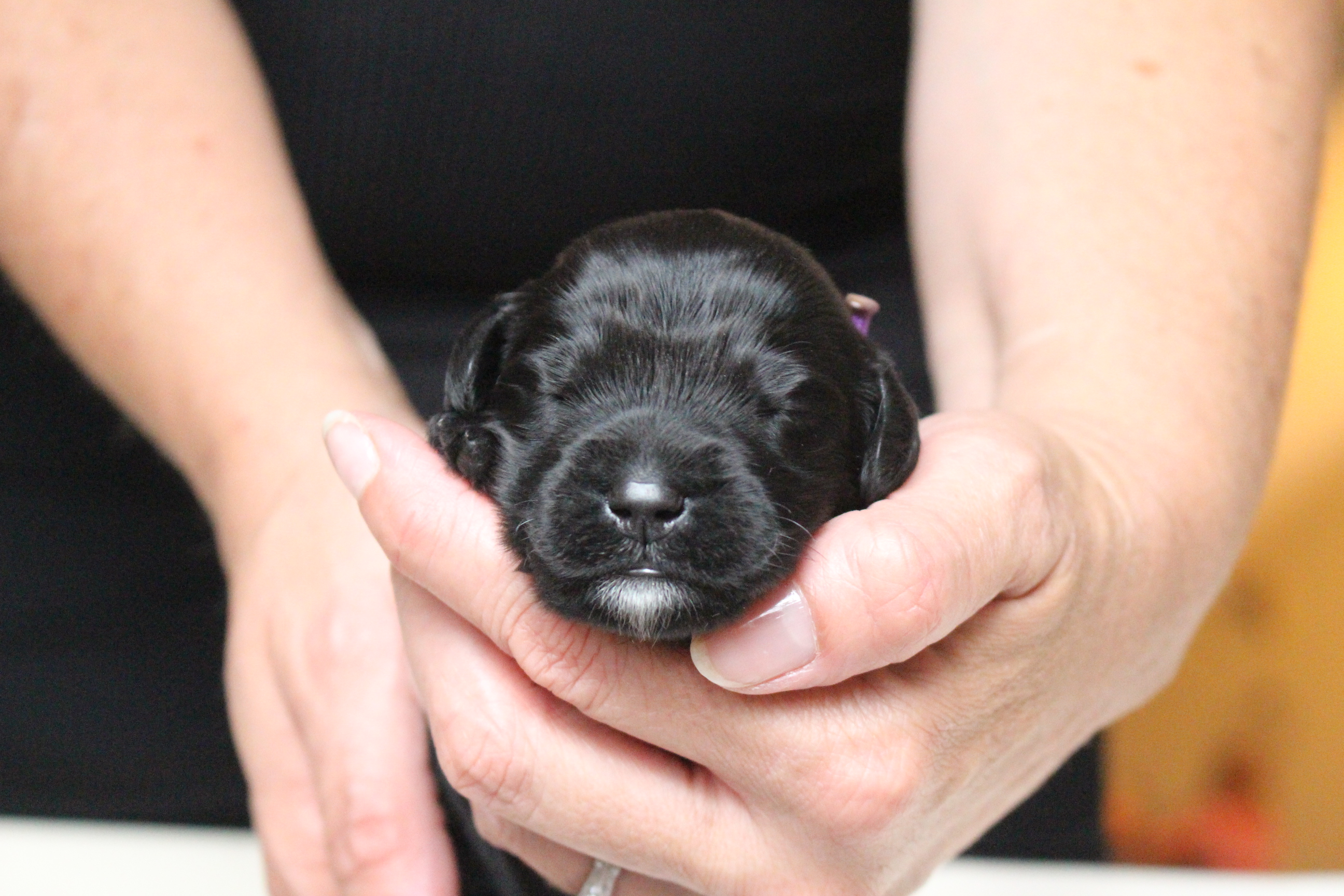 Labradoodle Puppies Portland