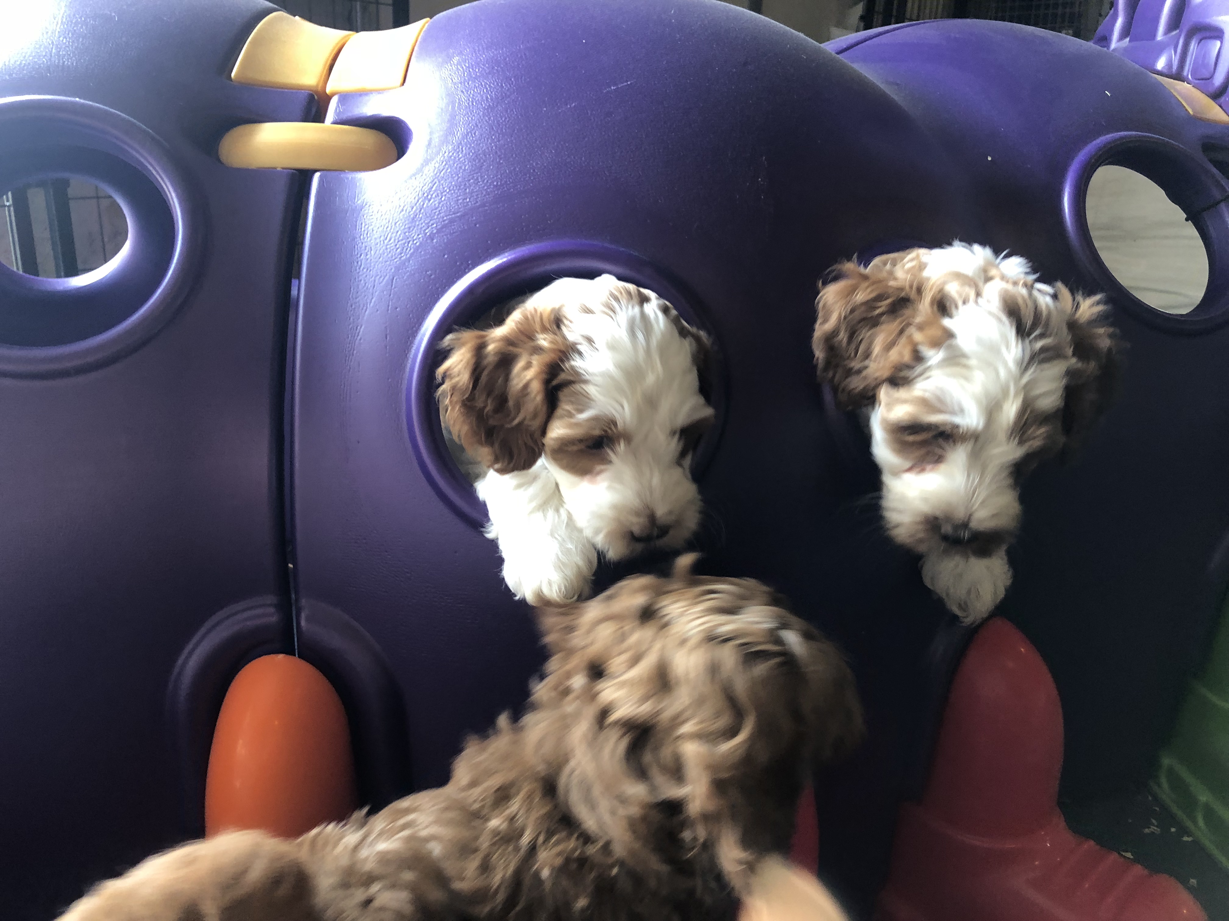 Double Trouble