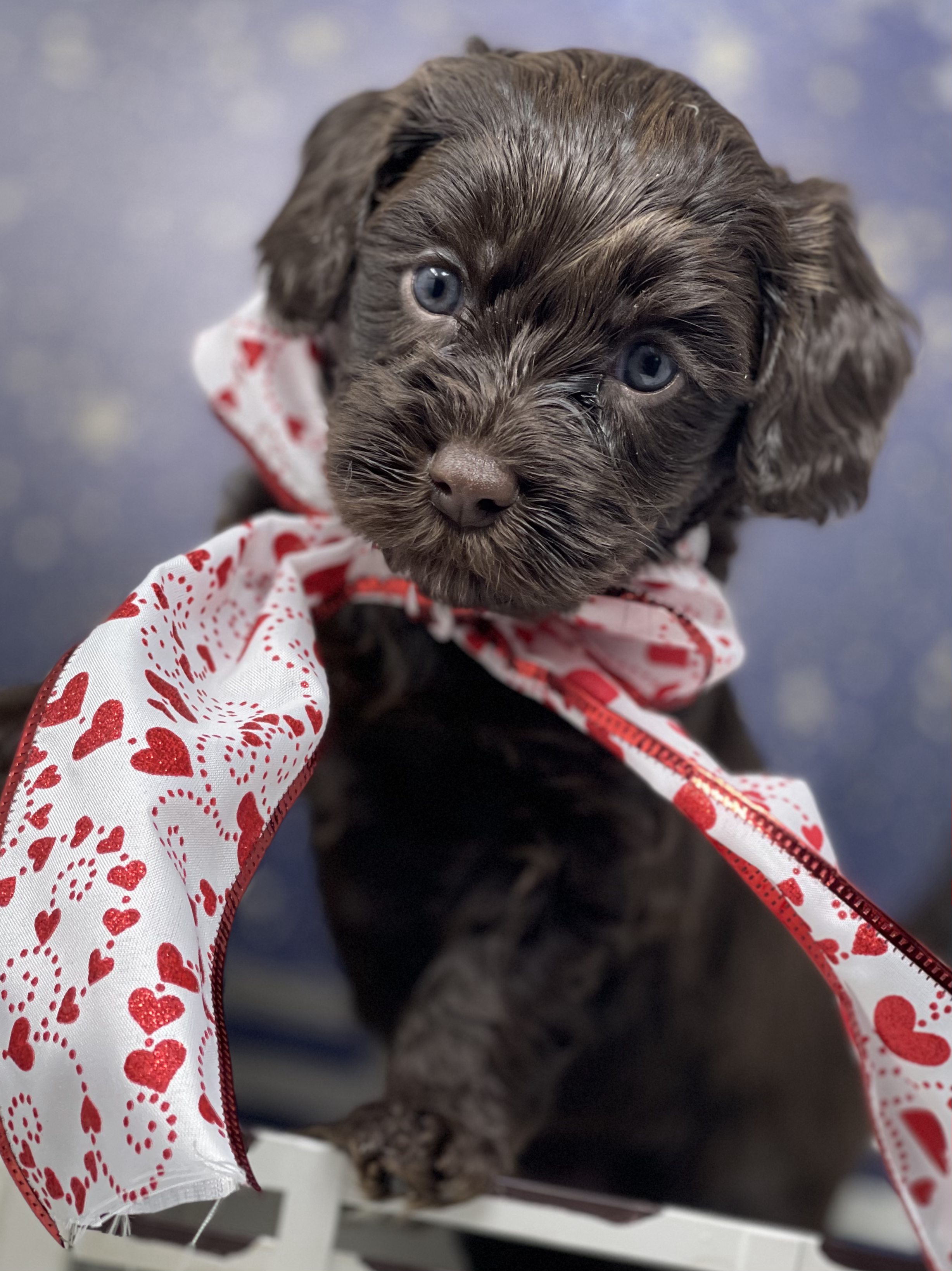 Rolo