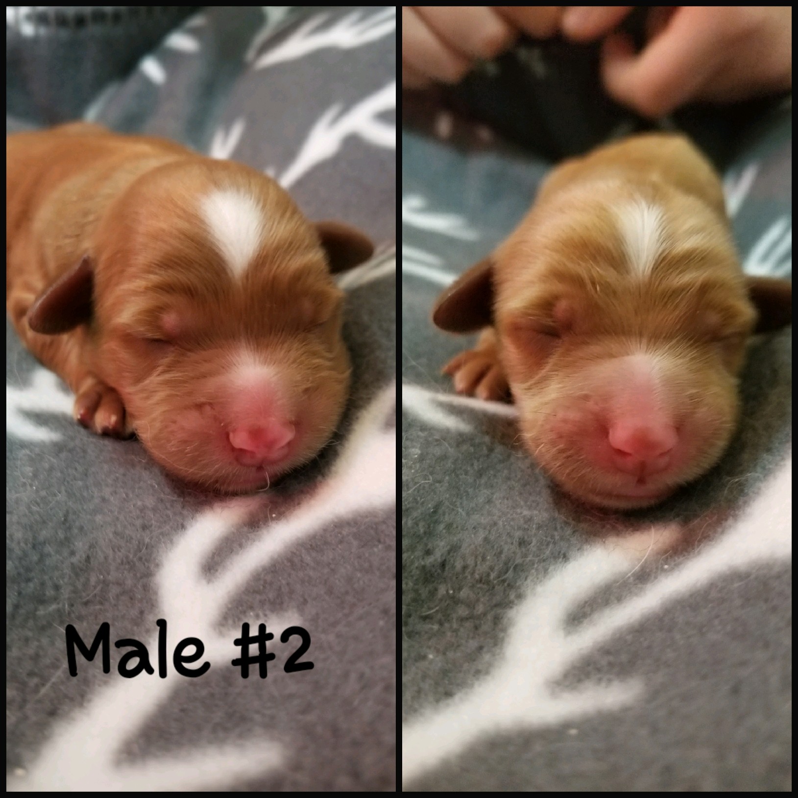 Male 2