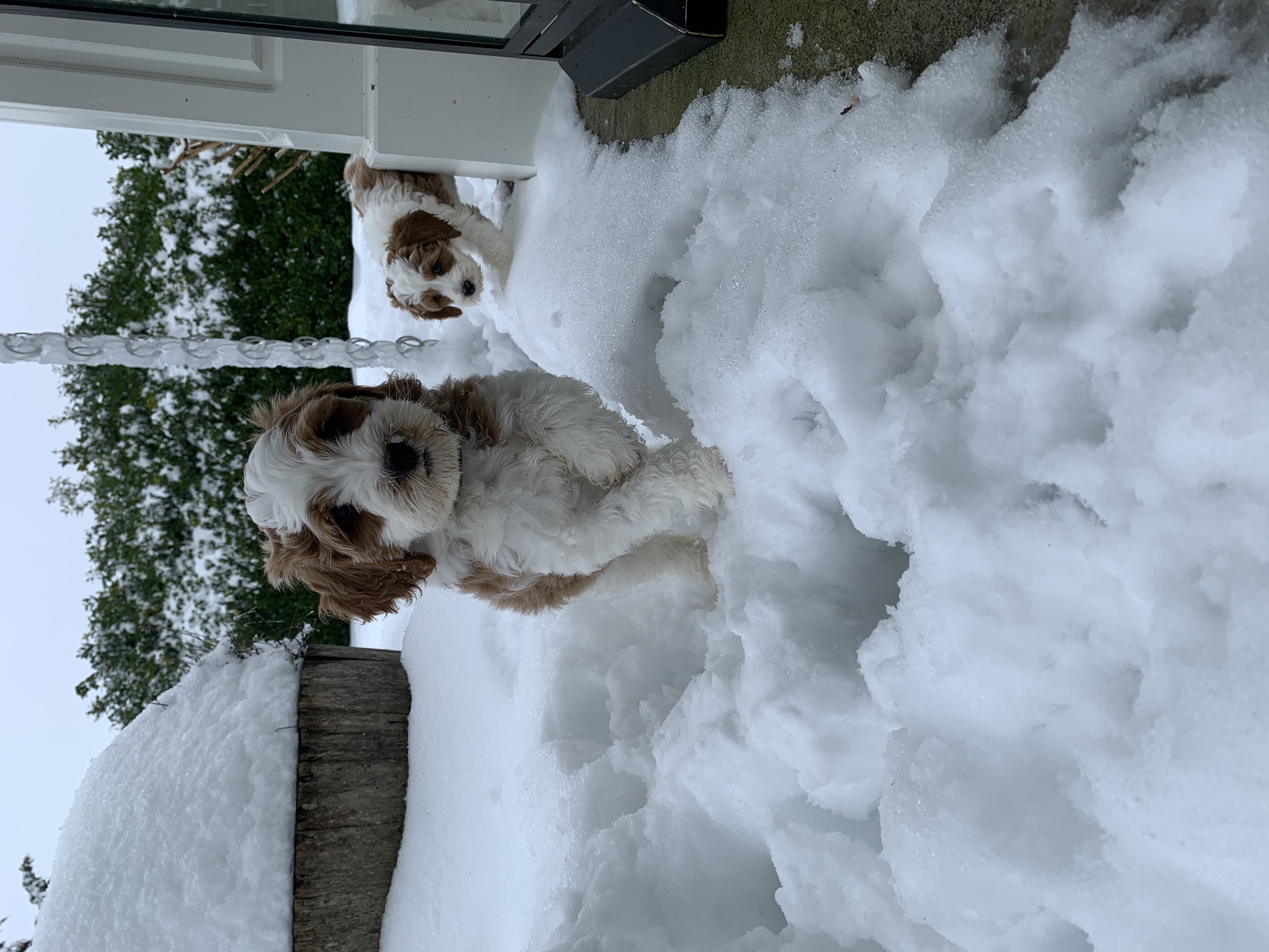 Snow Day!