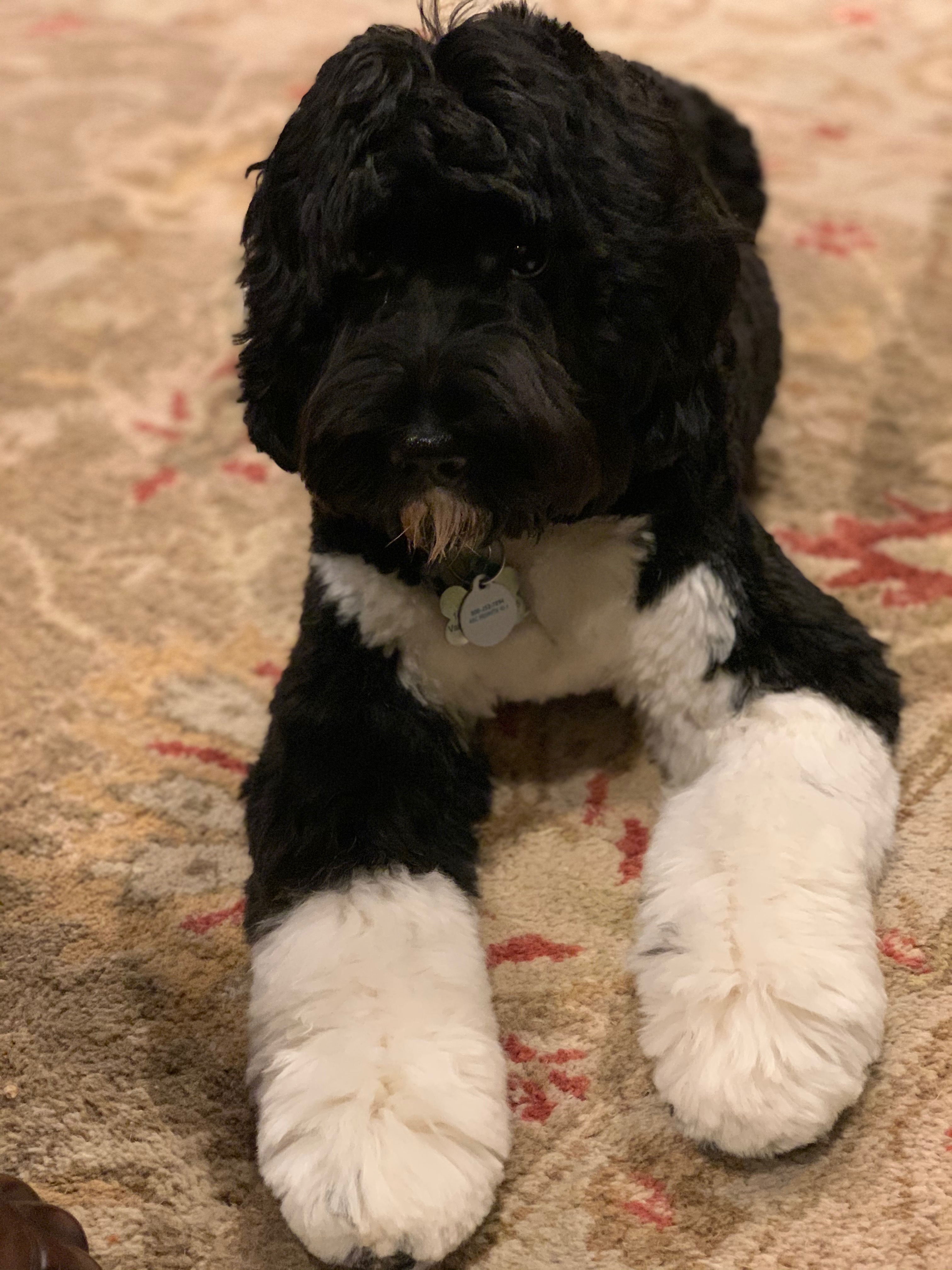 Giorgio