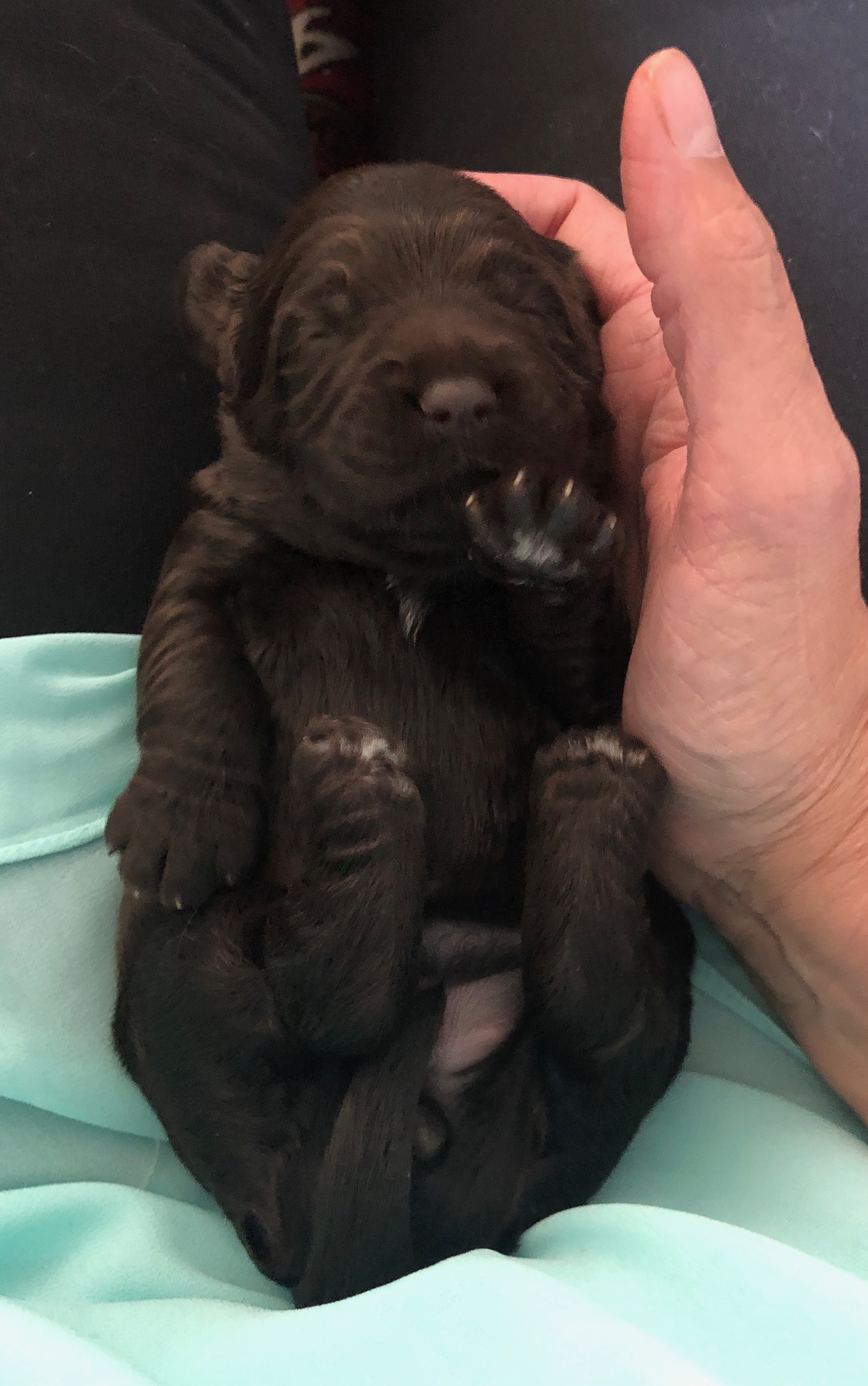 Coco