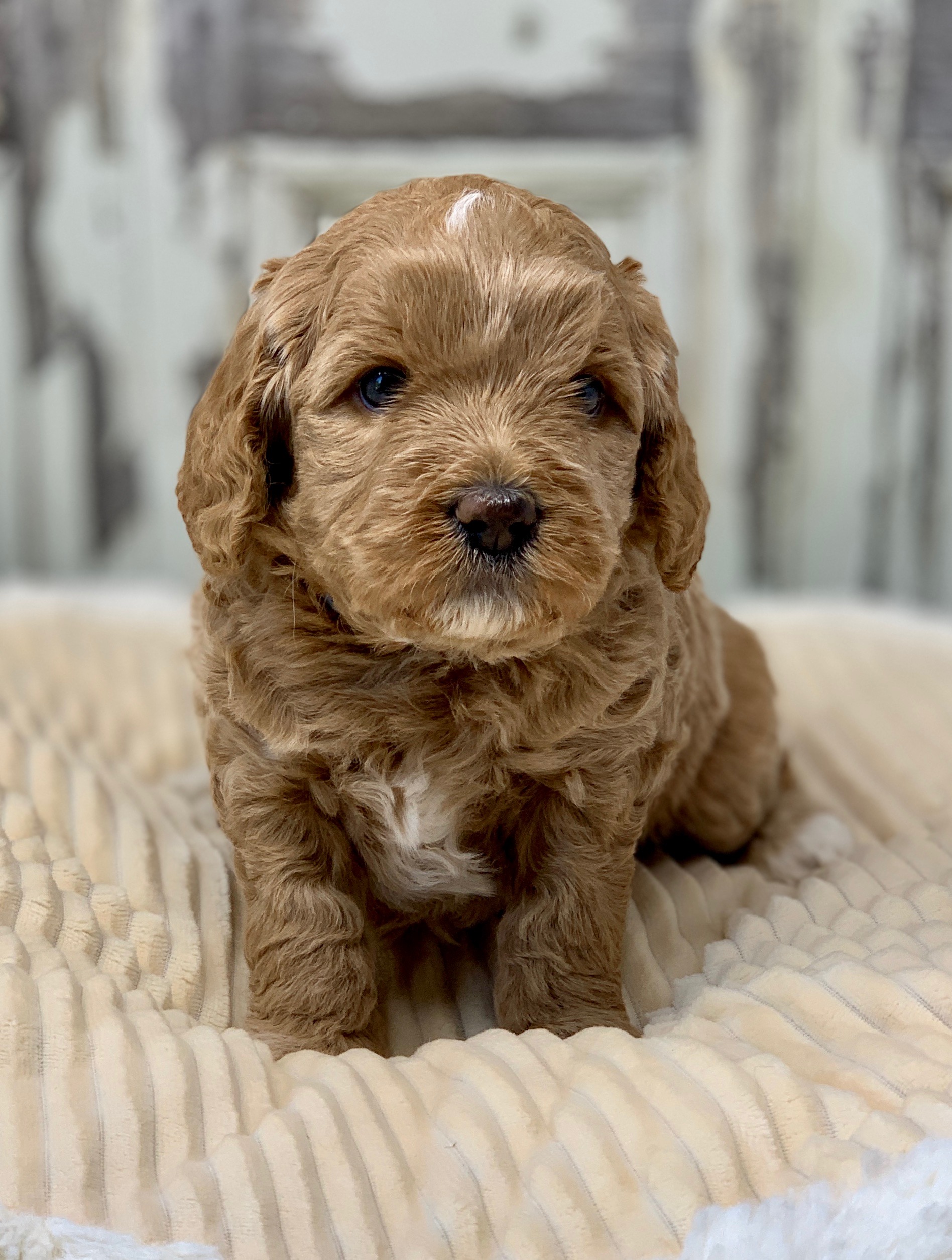 Cotton Candy (Slick x Ava Female Pup