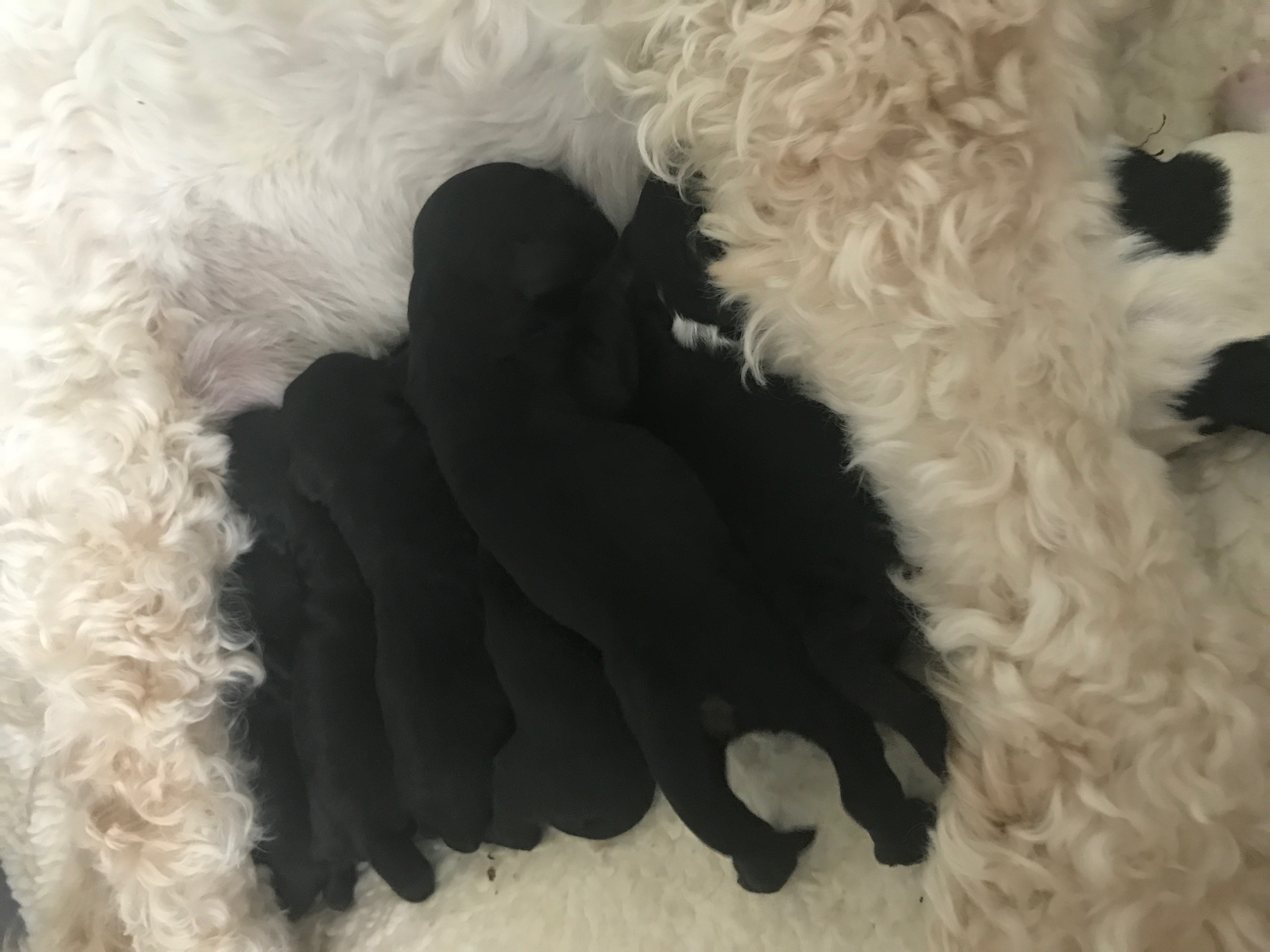 Australian Labradoodle Puppies Orego