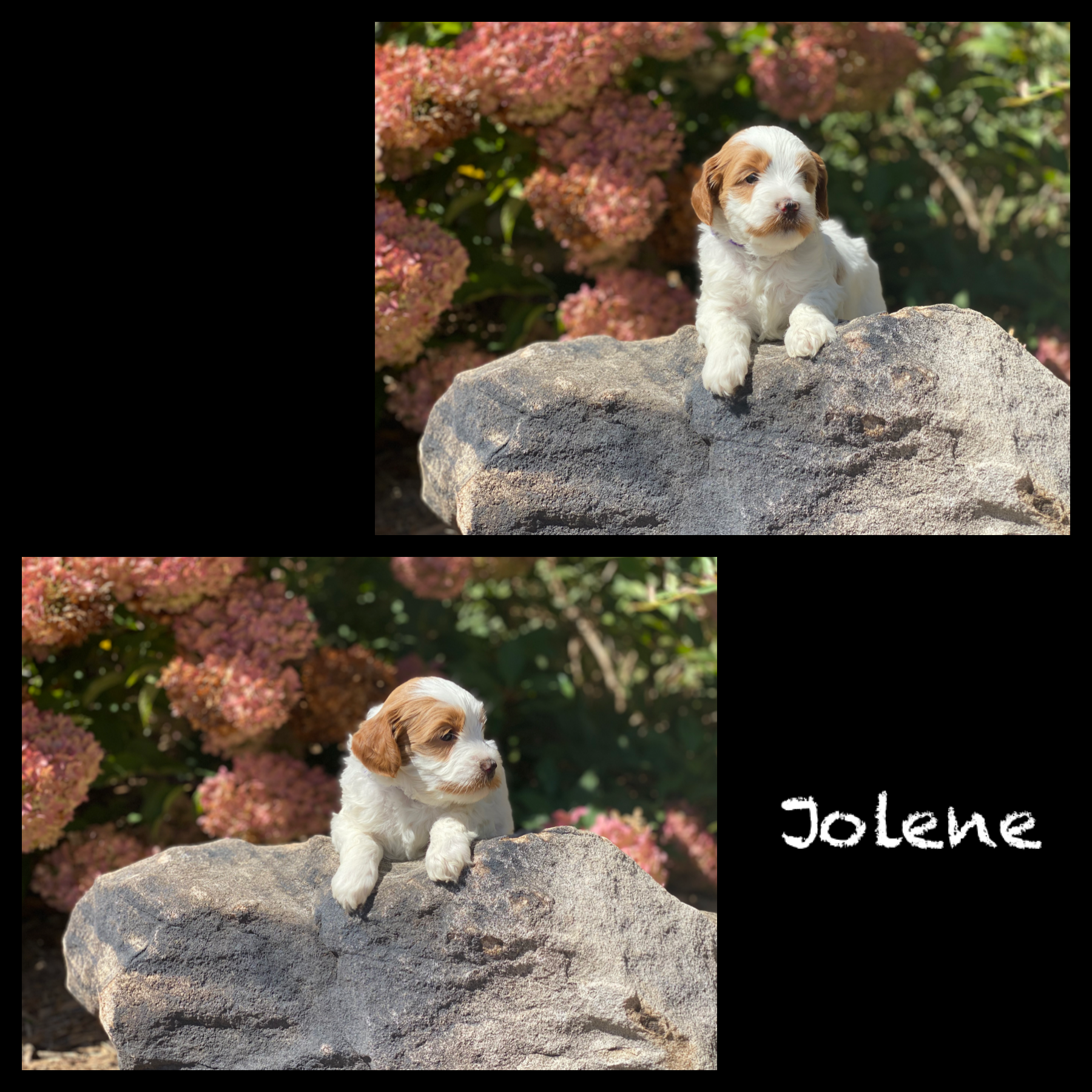 Jolene