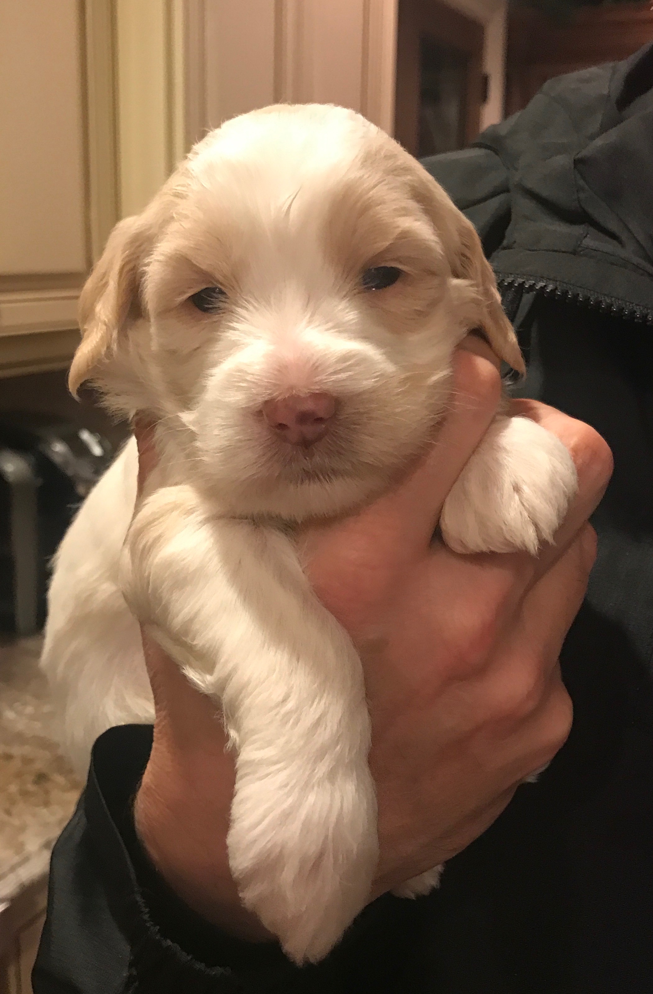 Australian Labradoode