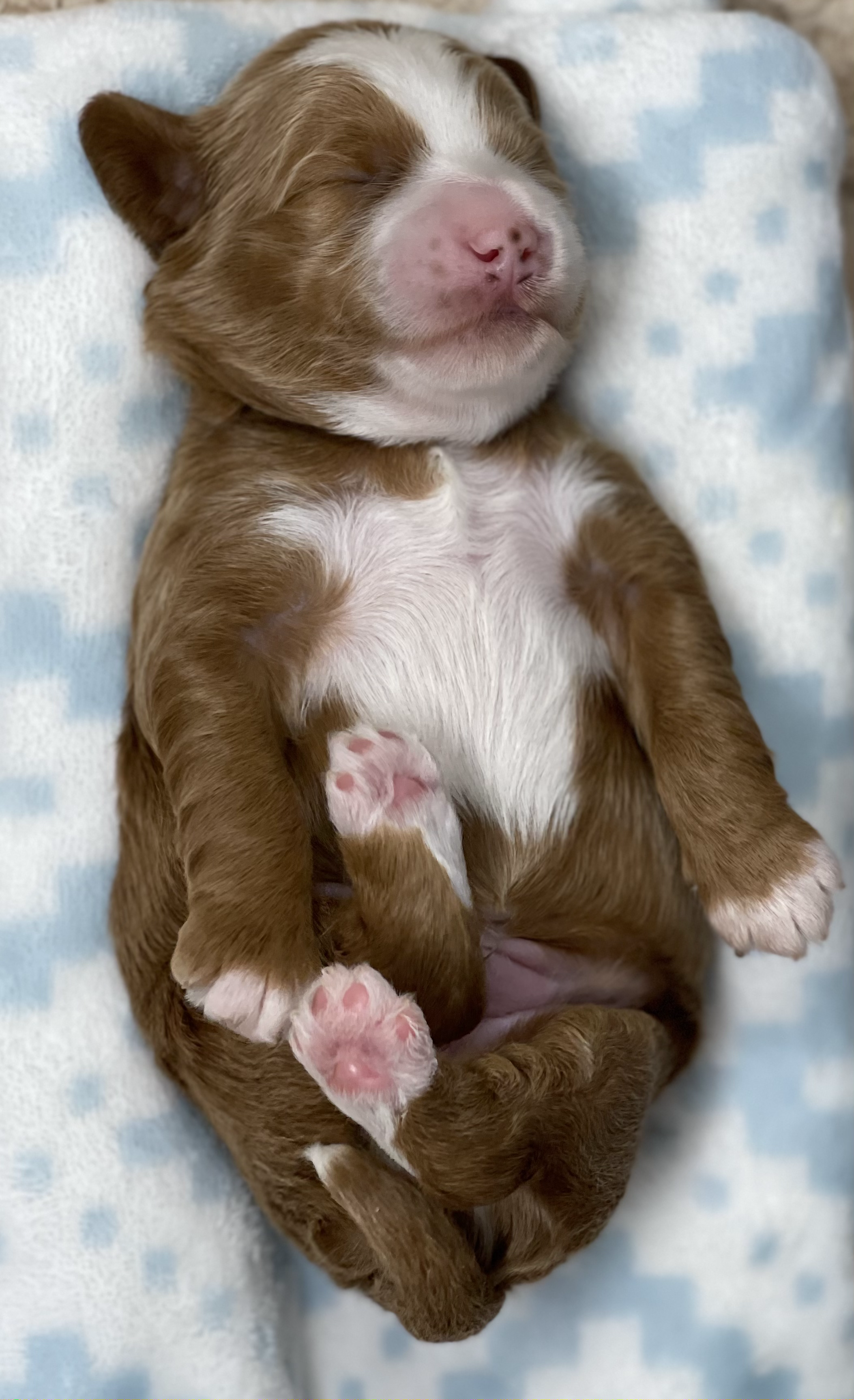 Hunk Of Love