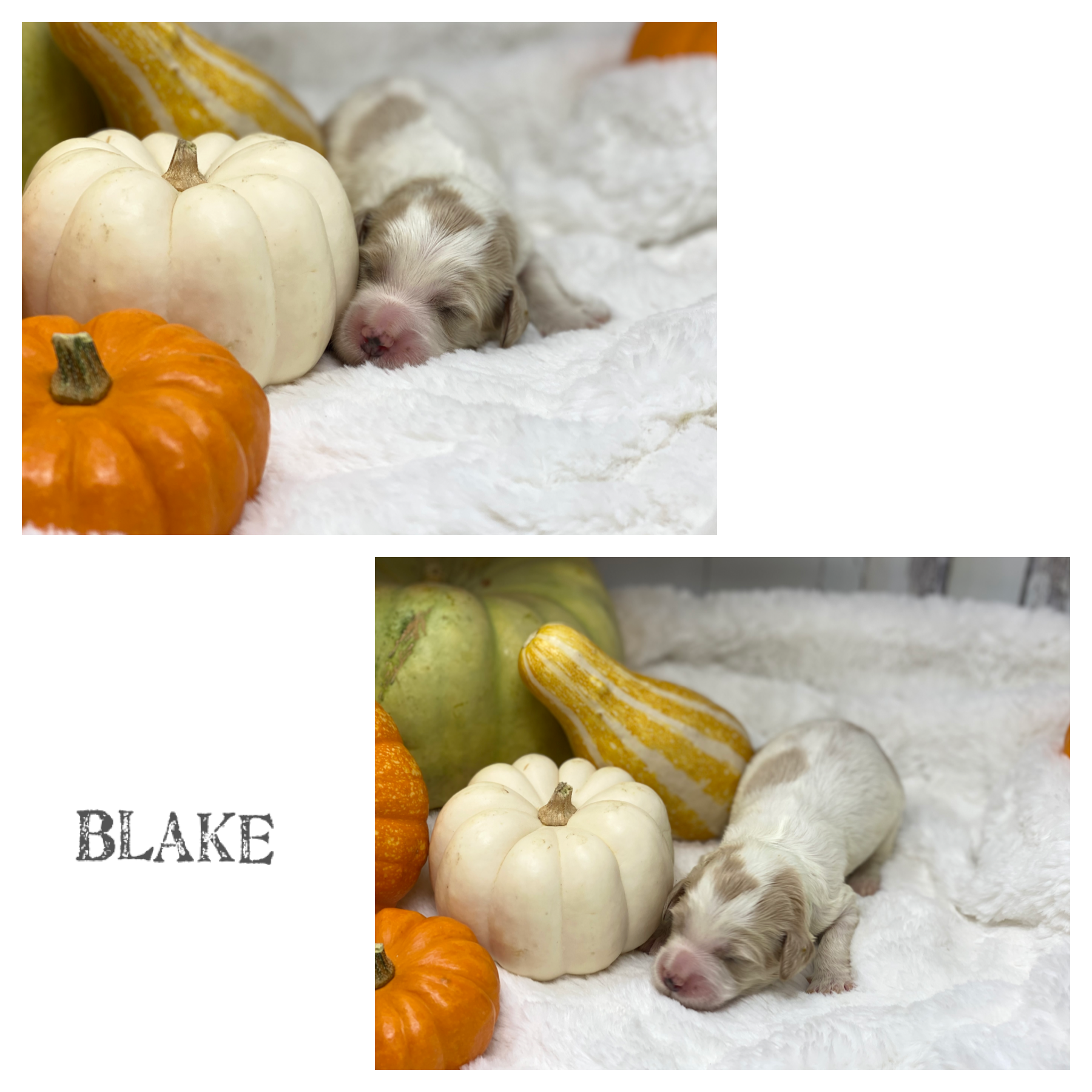 Blake