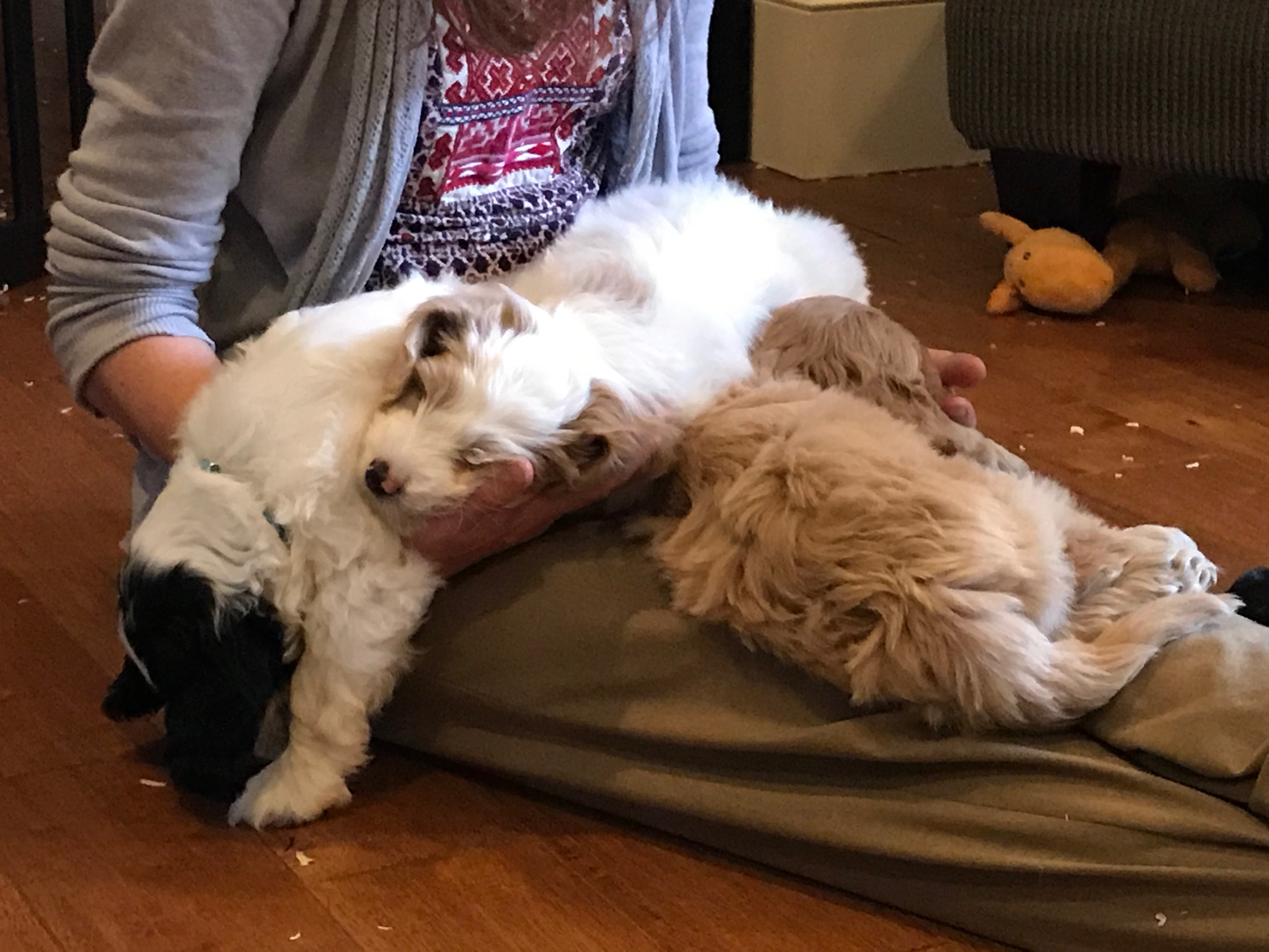 Puppy Pile