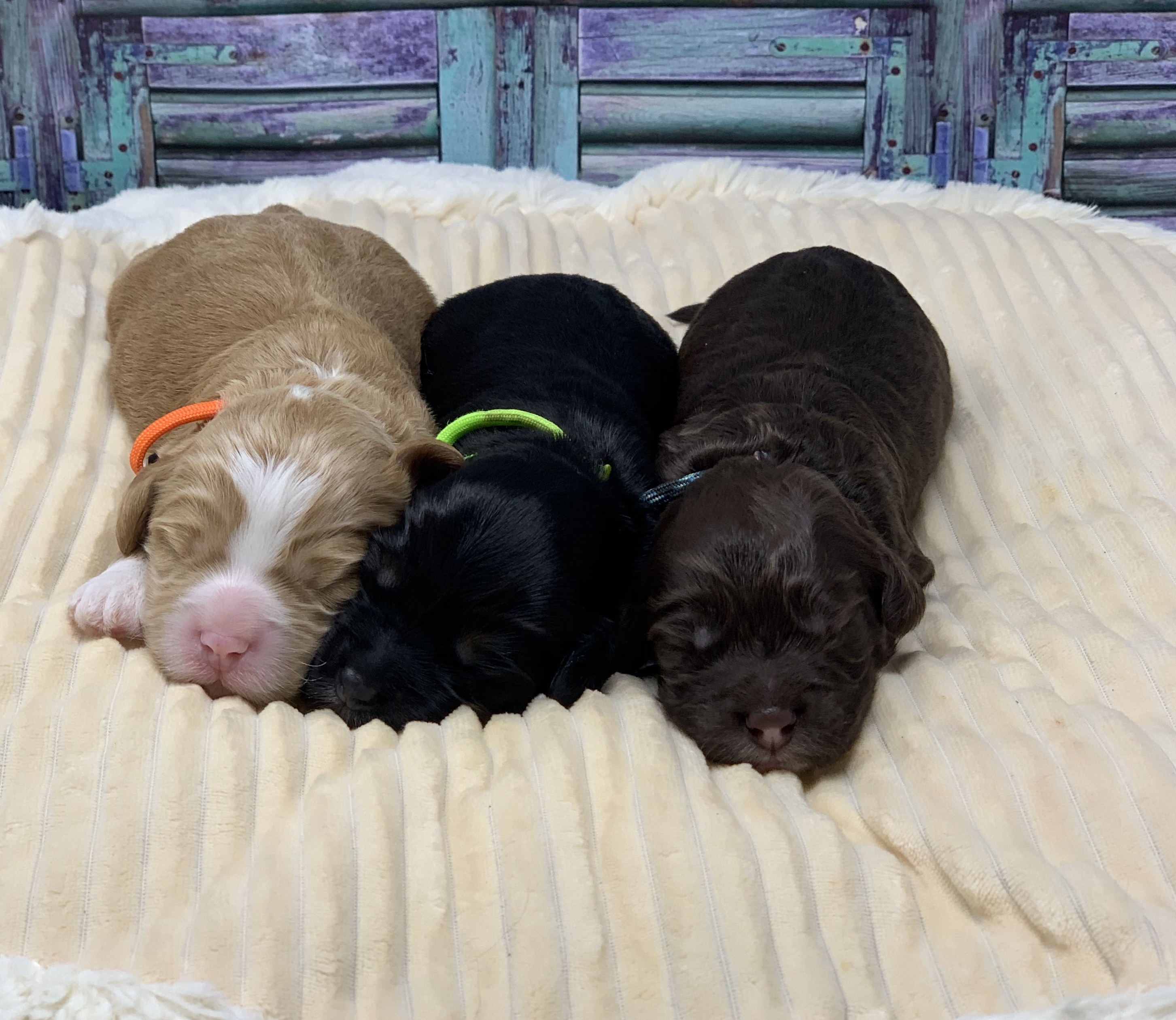 The Boys