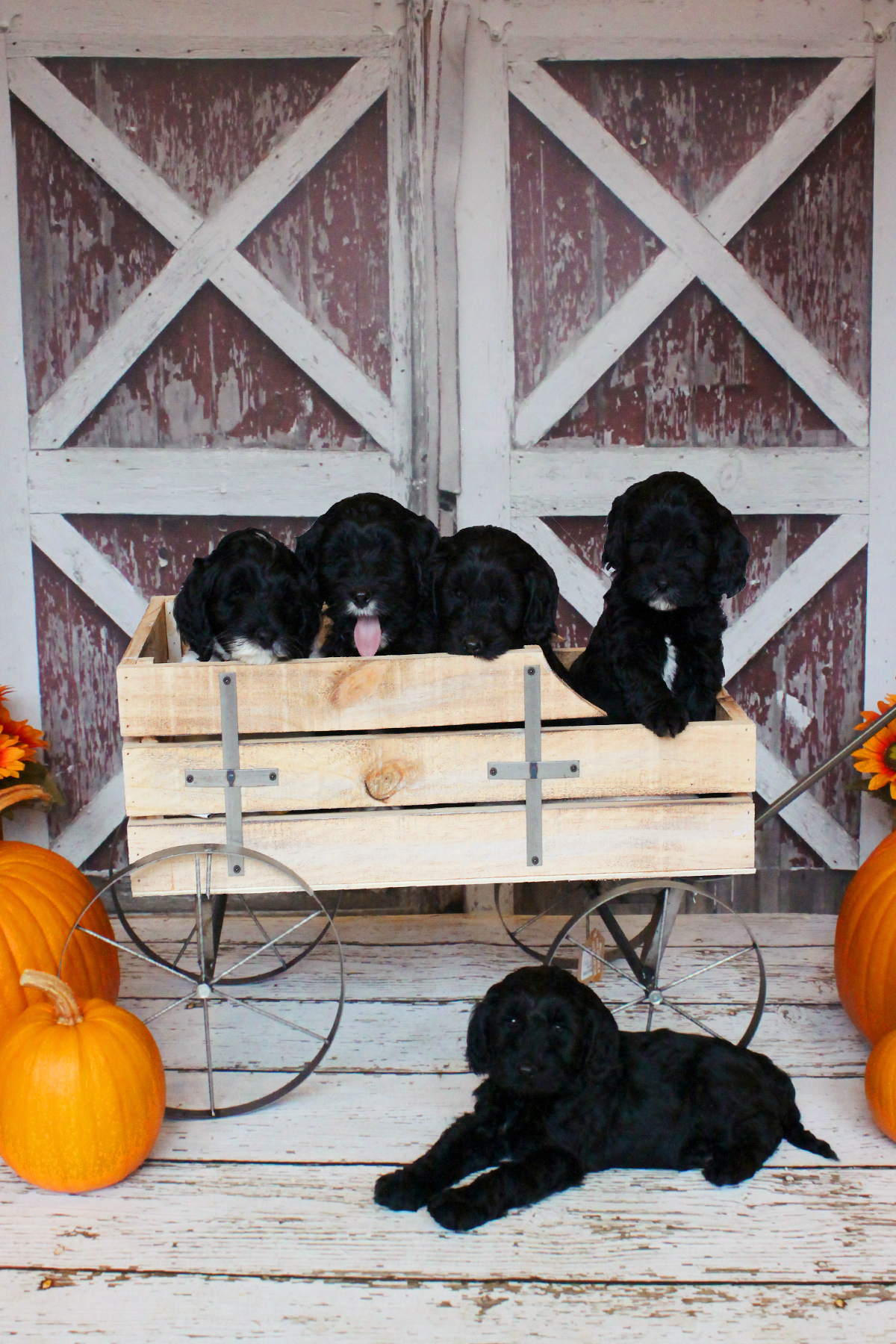 Australian Labradoodle Puppies