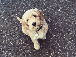 Australian Labradoodle Puppy