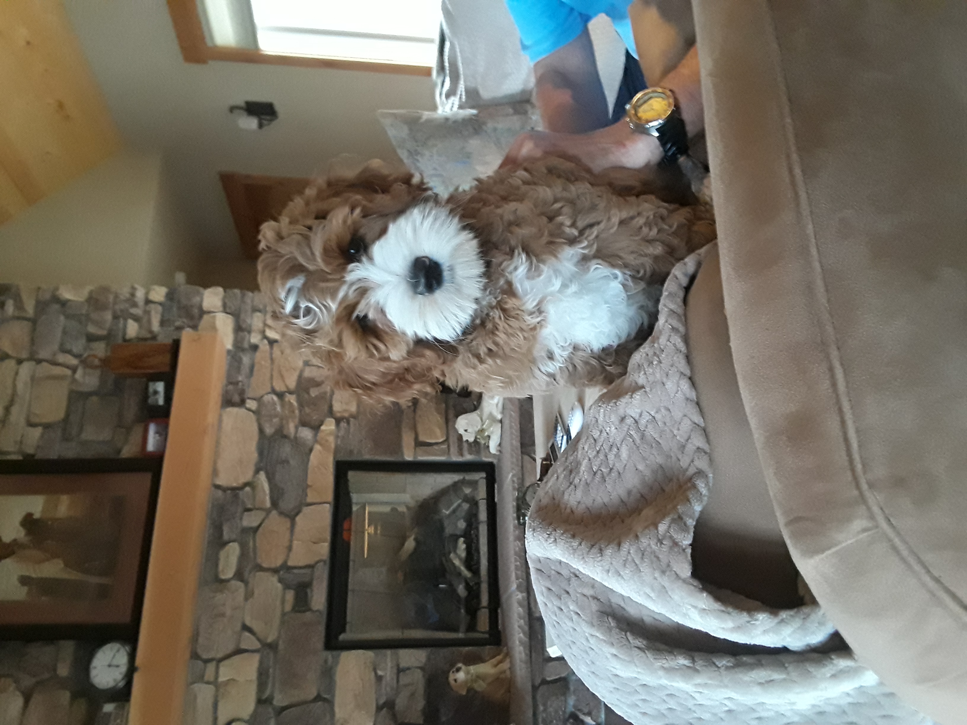 Teddy From Sugar and Adam