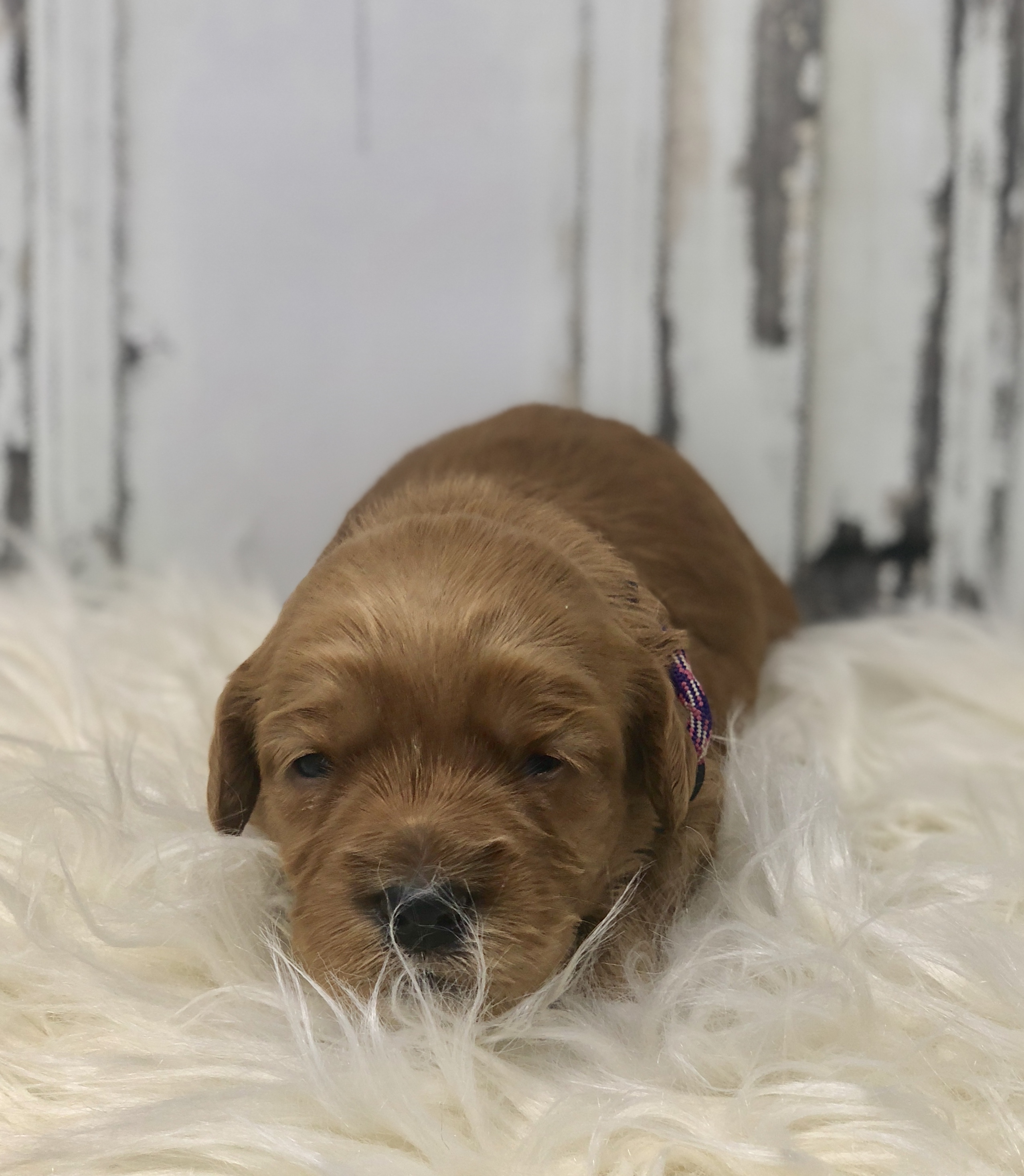 Raspberry Twist -female