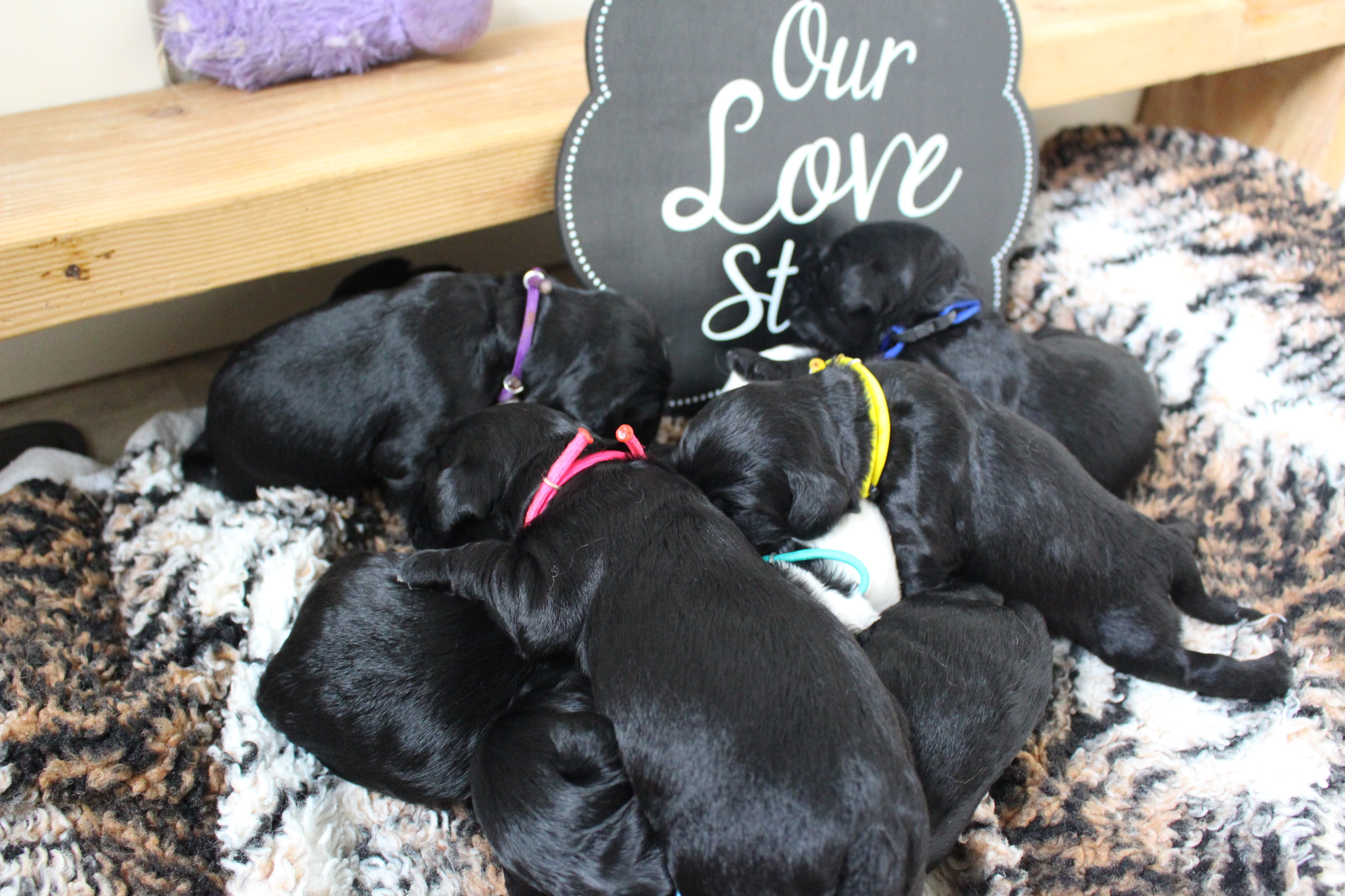 Australian Labradoodle Puppies