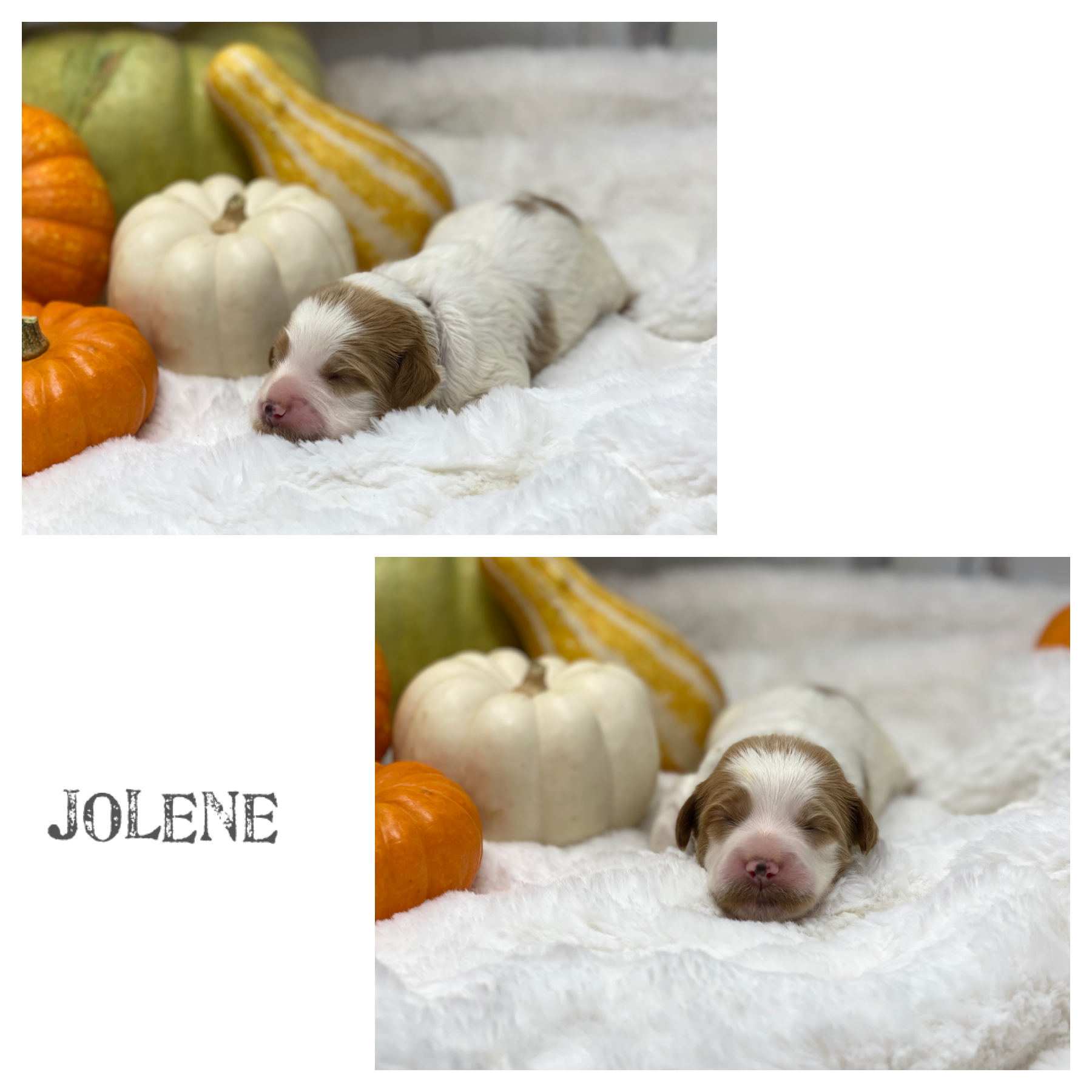 Jolene