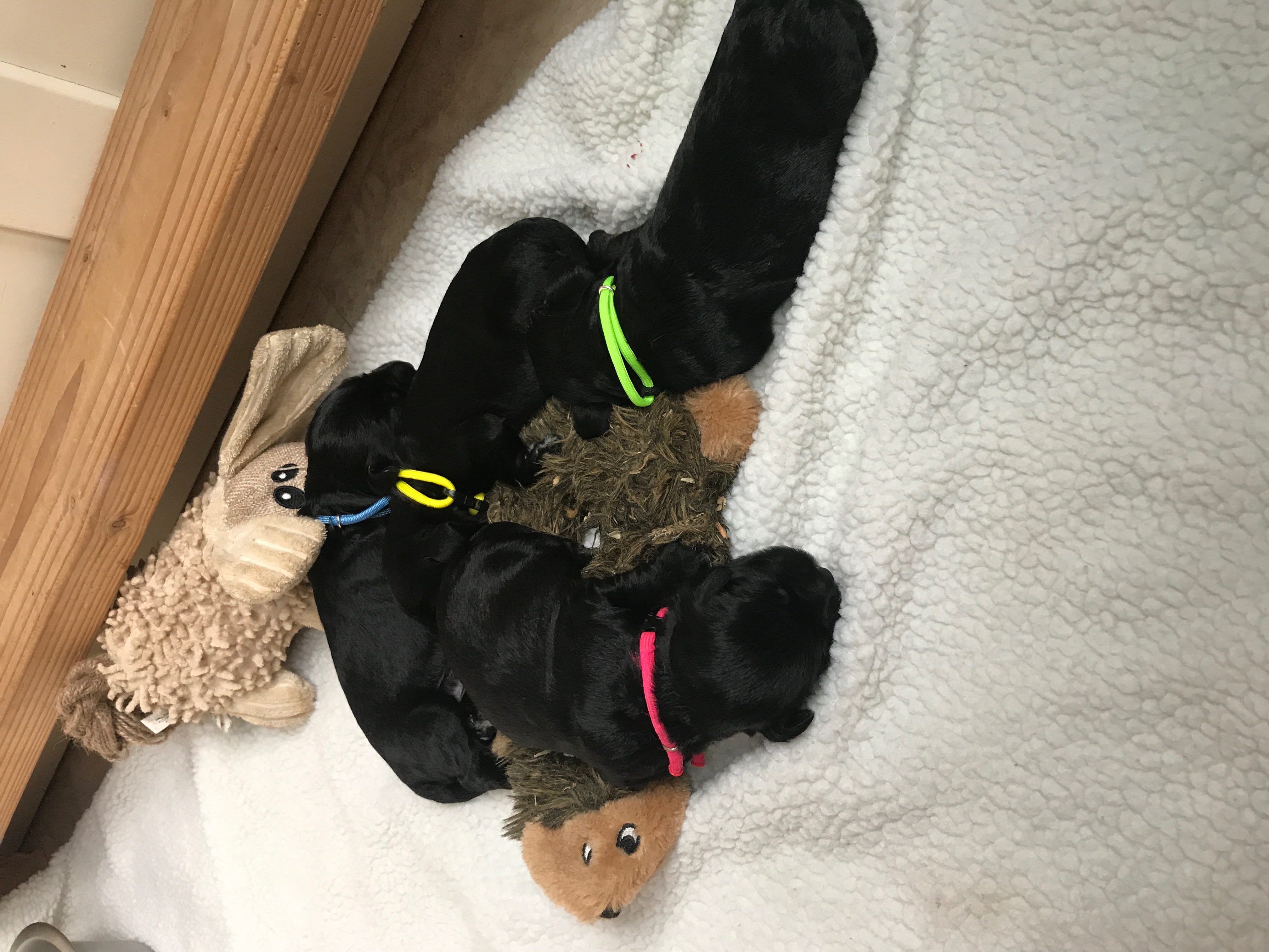 Australian Labradoodle Puppies Bend