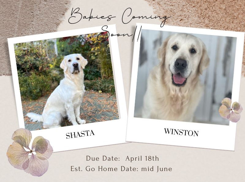 Shasta x Winston.jpeg