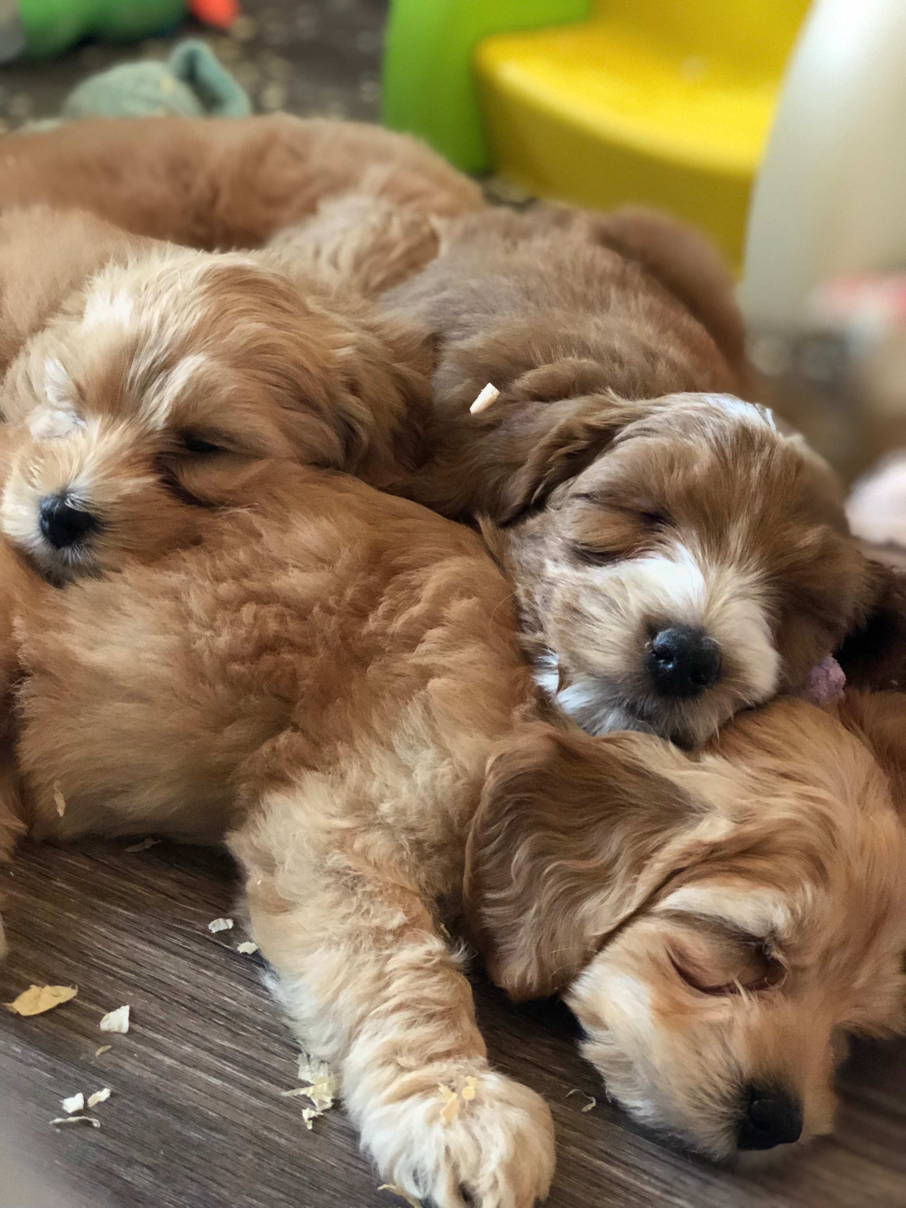 Puppy Pile