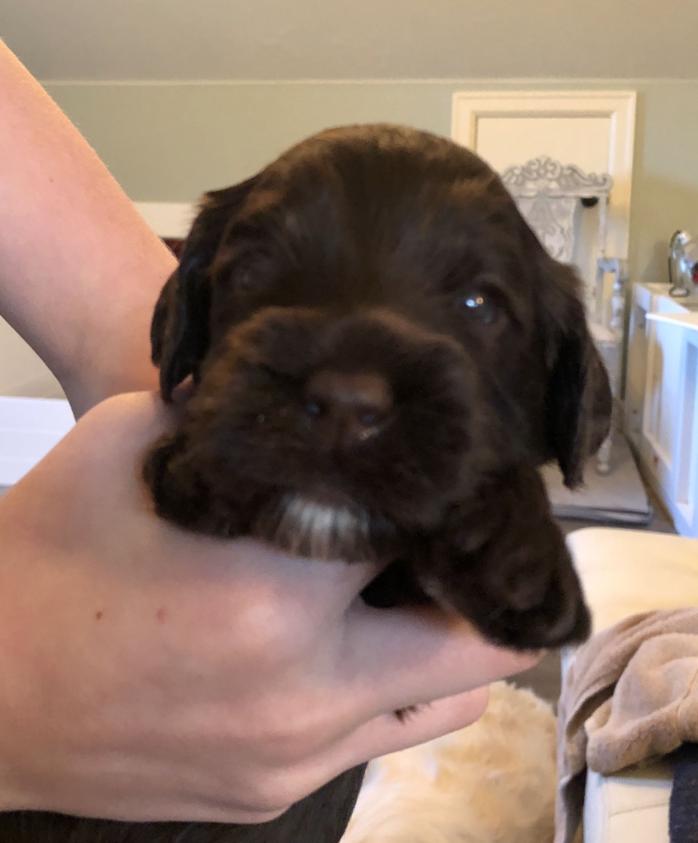 Kona